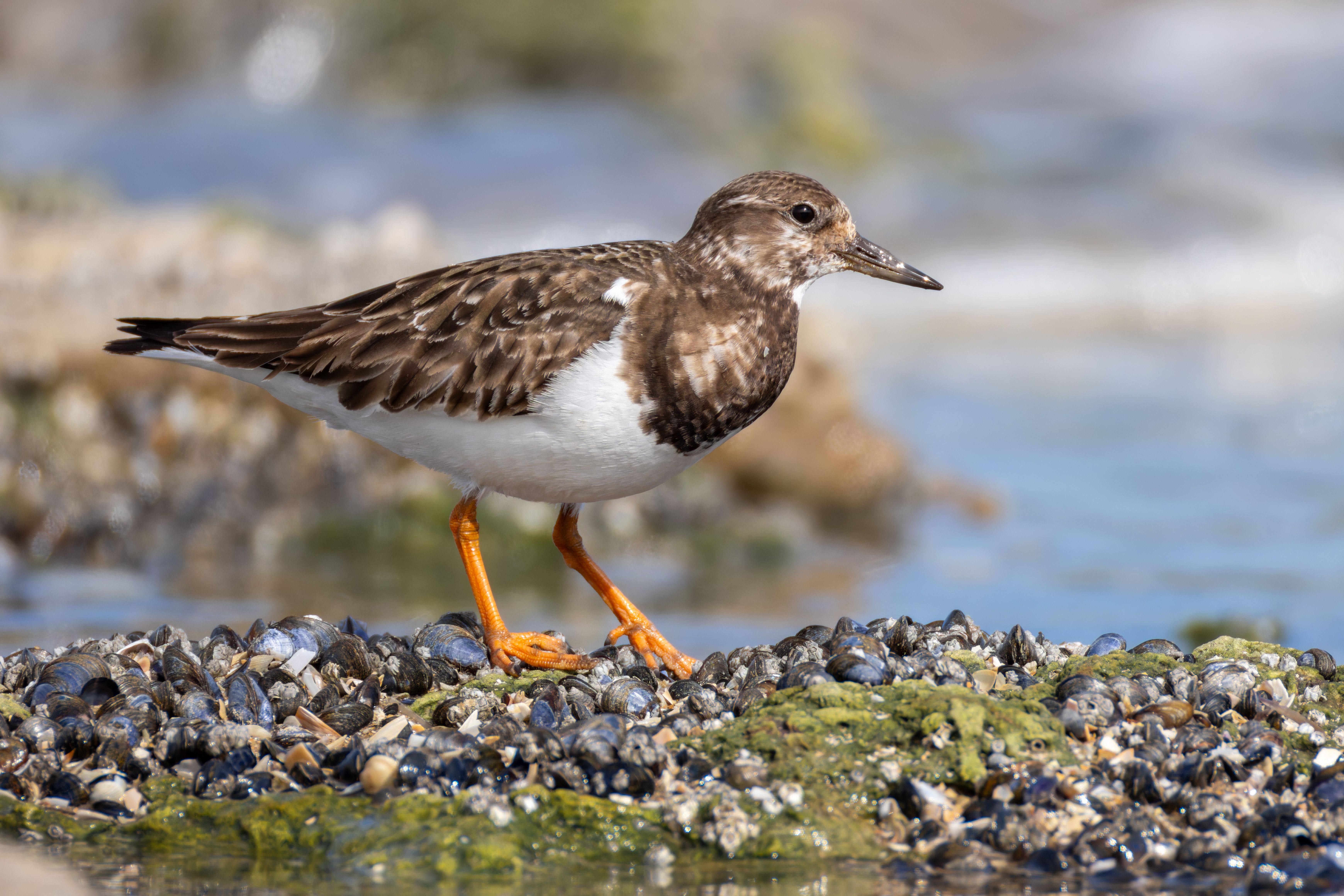 A ruddy turnstone (Arenaria interpres).