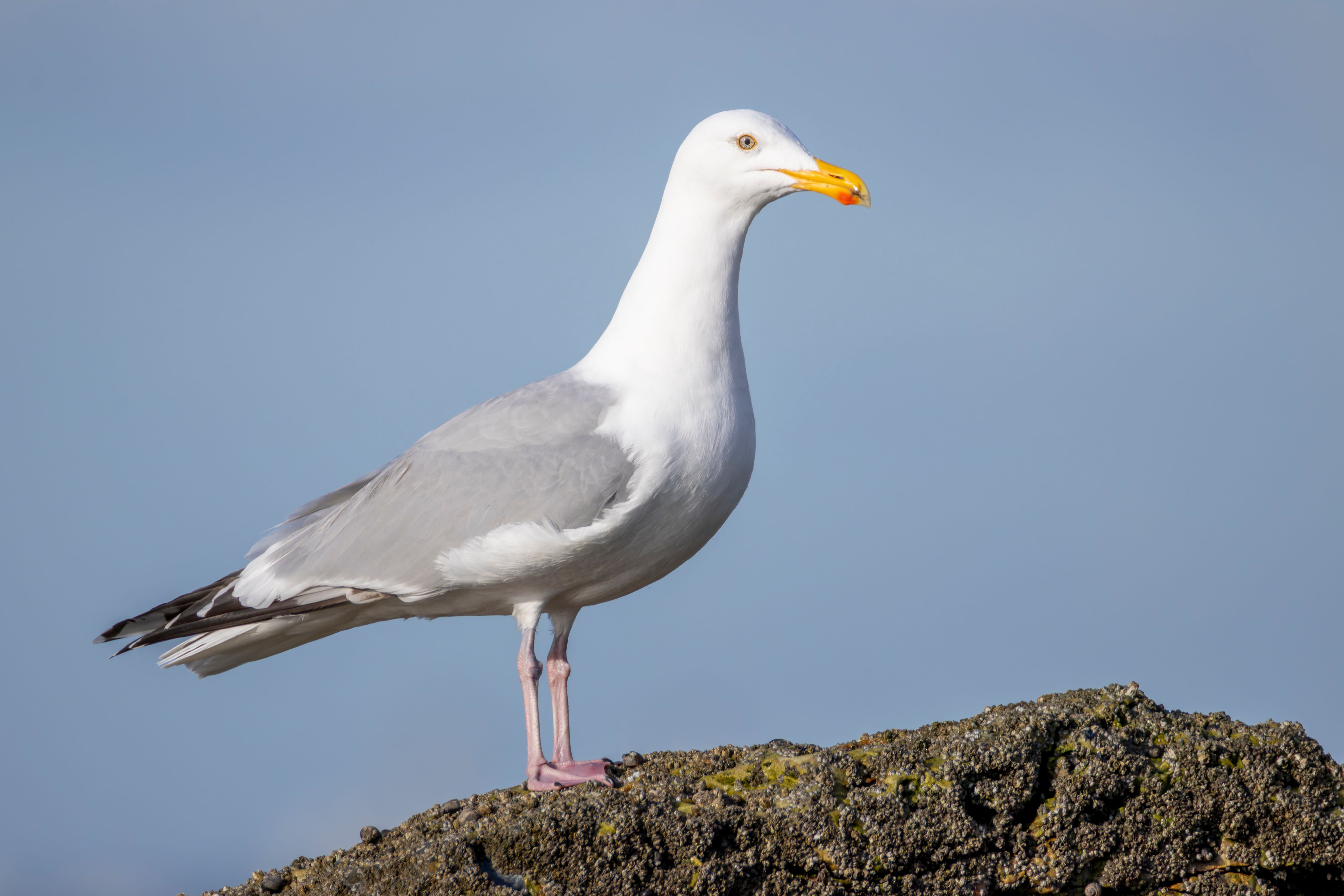 An herring gull (Larus argentatus).