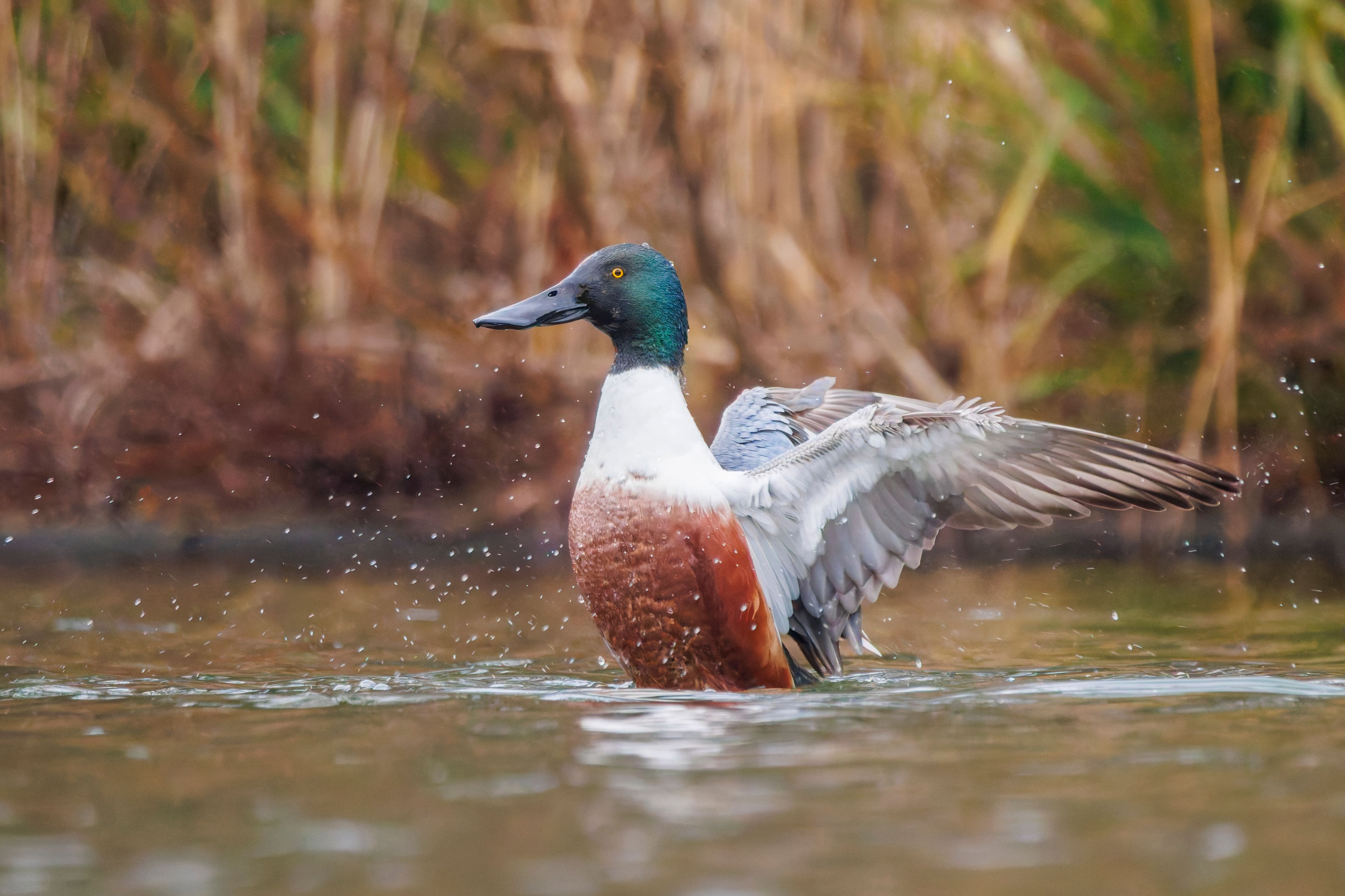 A male northern shoveler (Spatula clypeata).