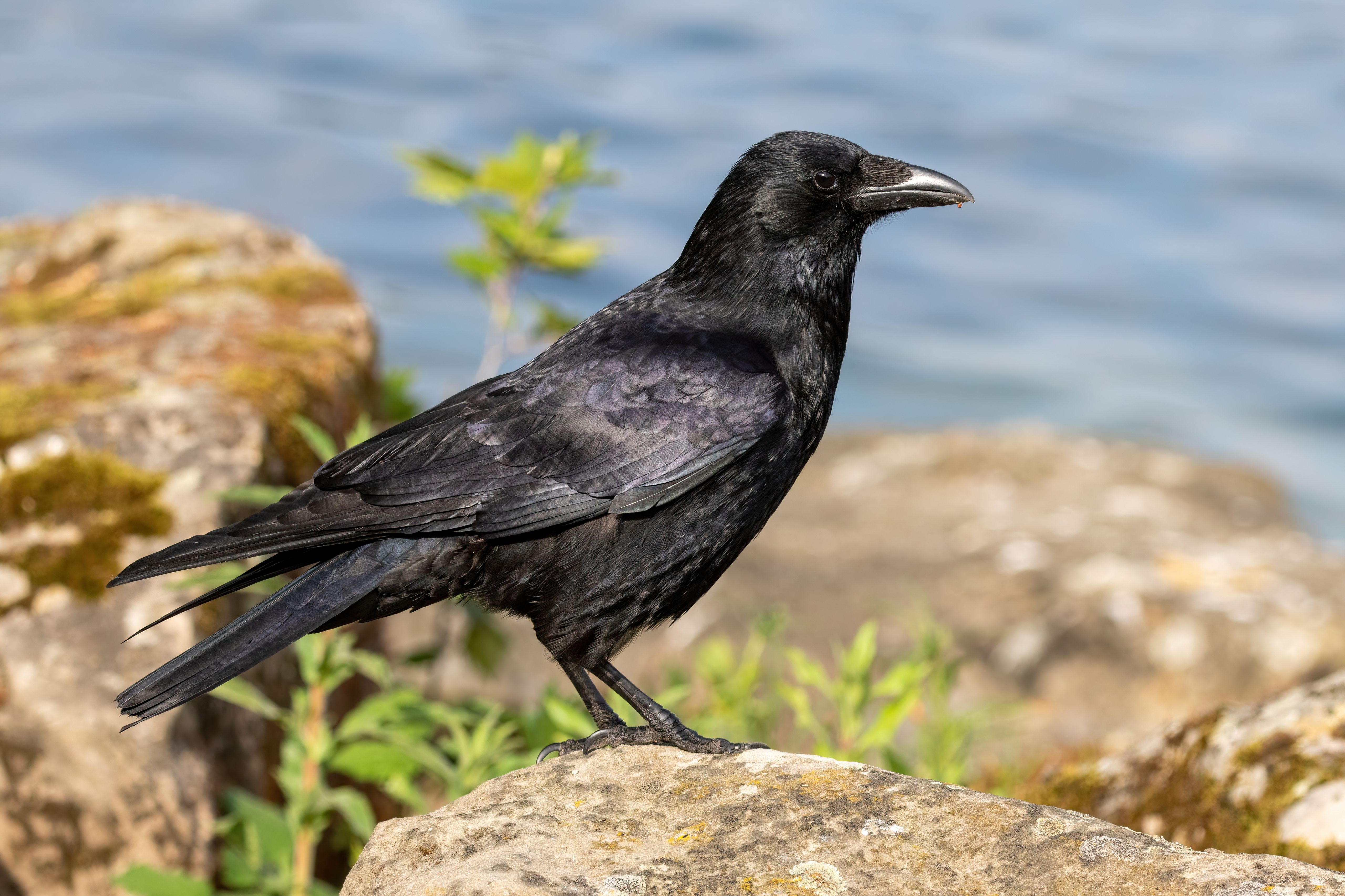 A carrion crow (Corvus corone) on a rock.