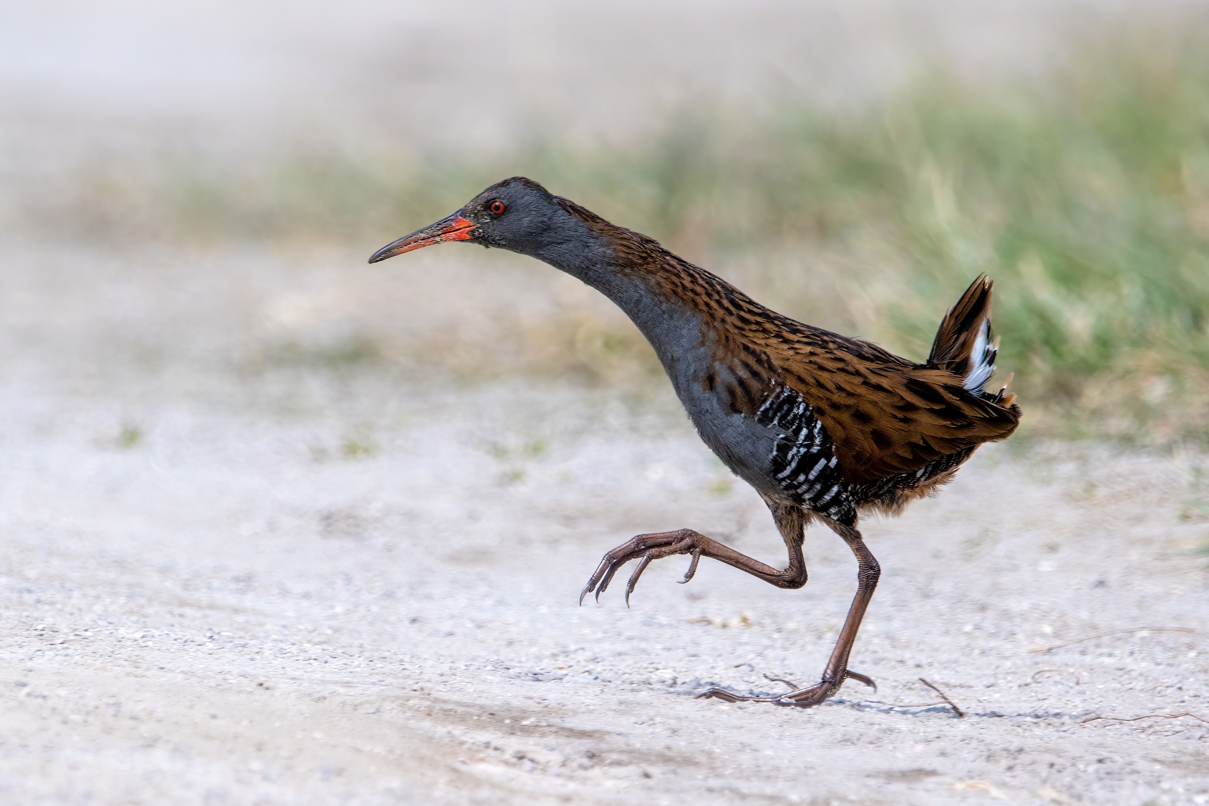 A water rail (Rallus aquaticus).
