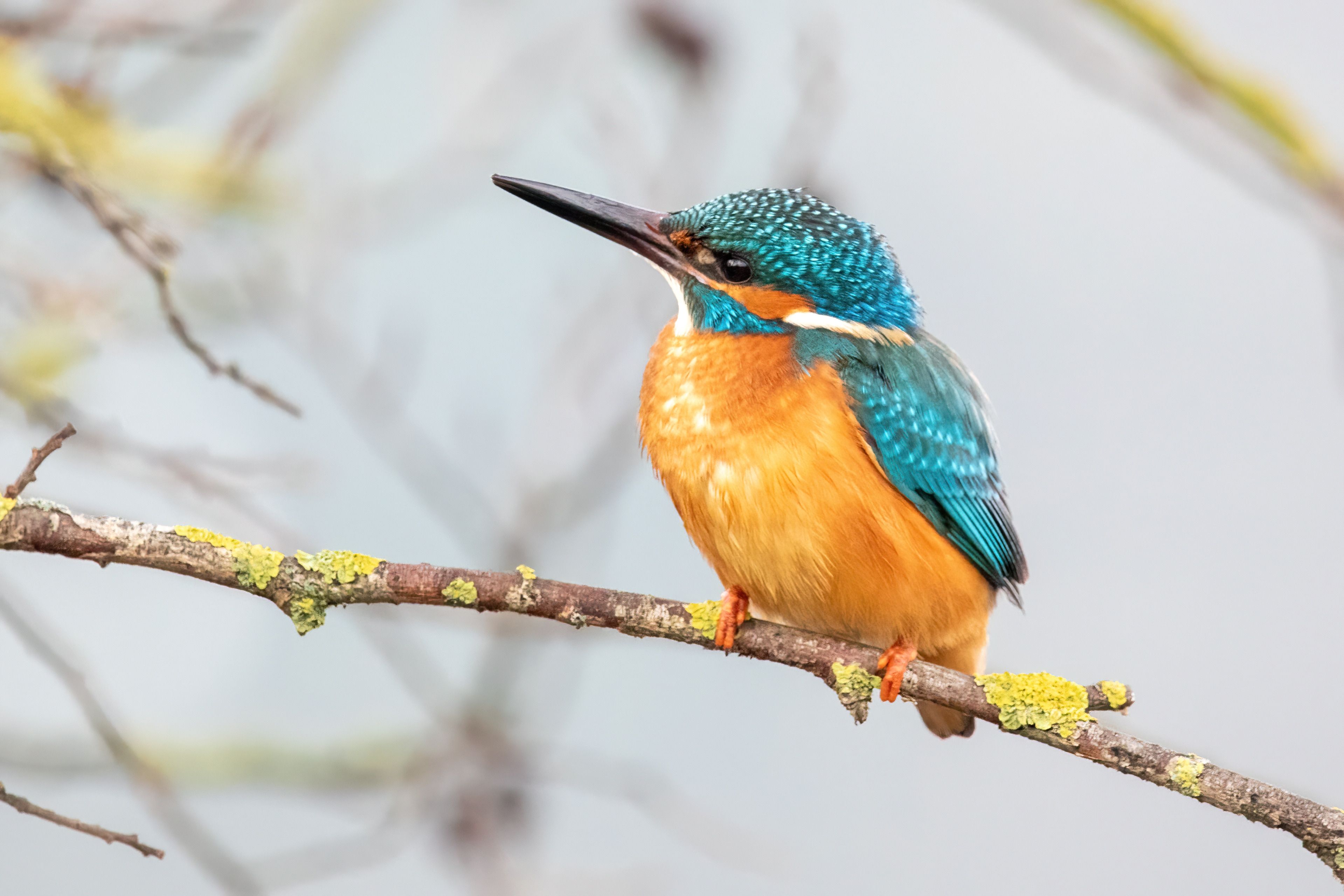 A common kingfisher (Alcedo atthis).