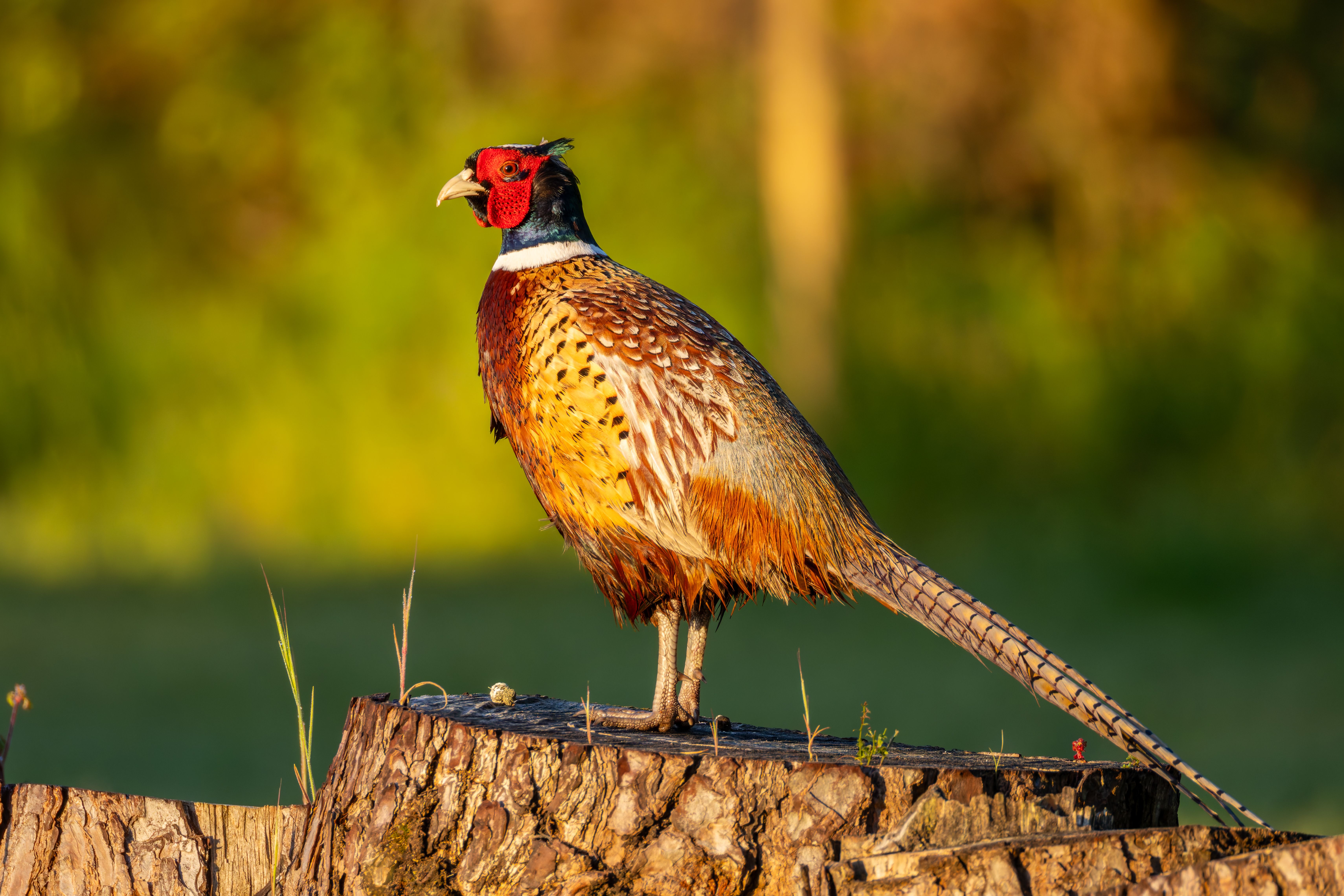 A male common pheasant (Phasianus colchicus).