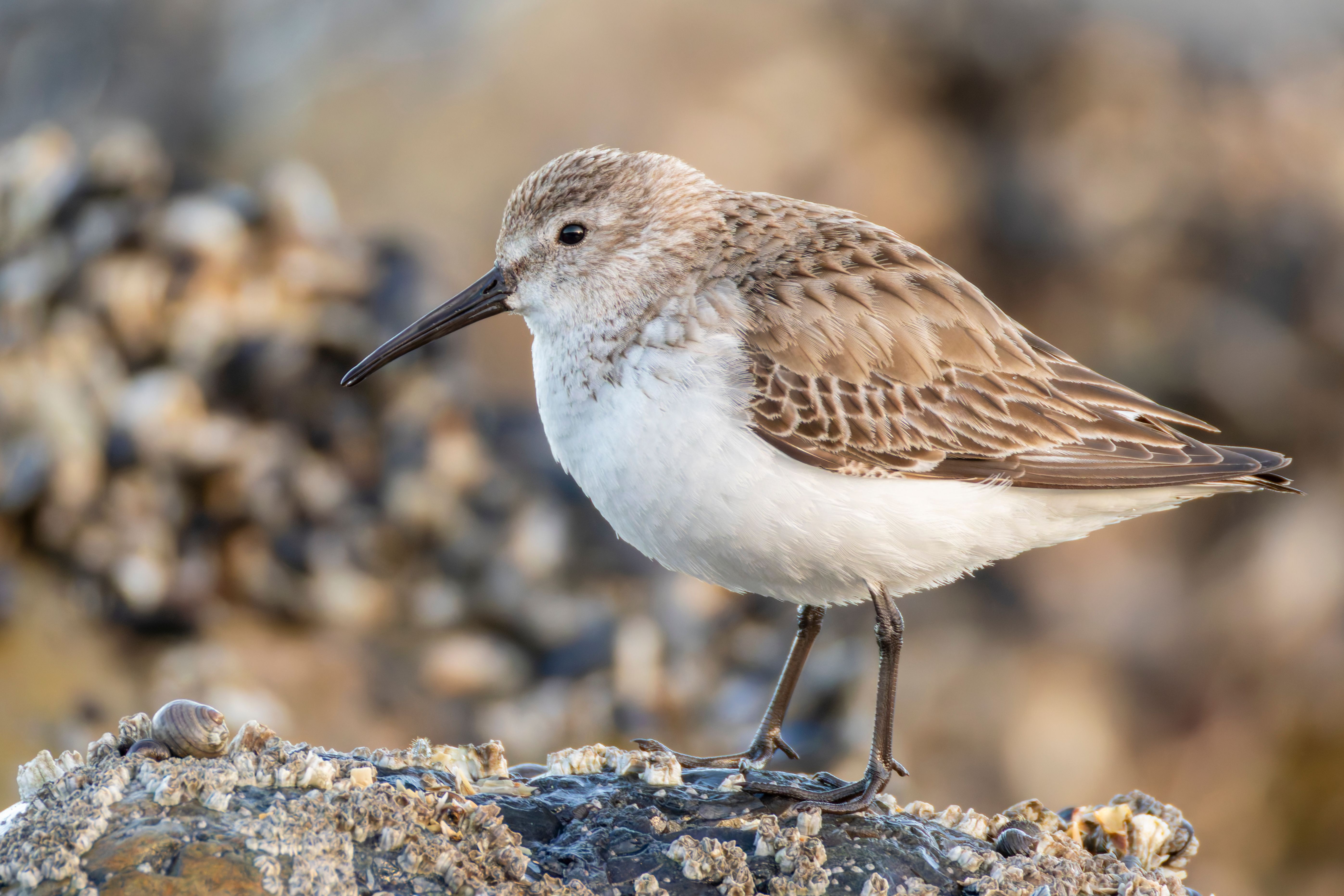 A dunlin (Calidris alpina).