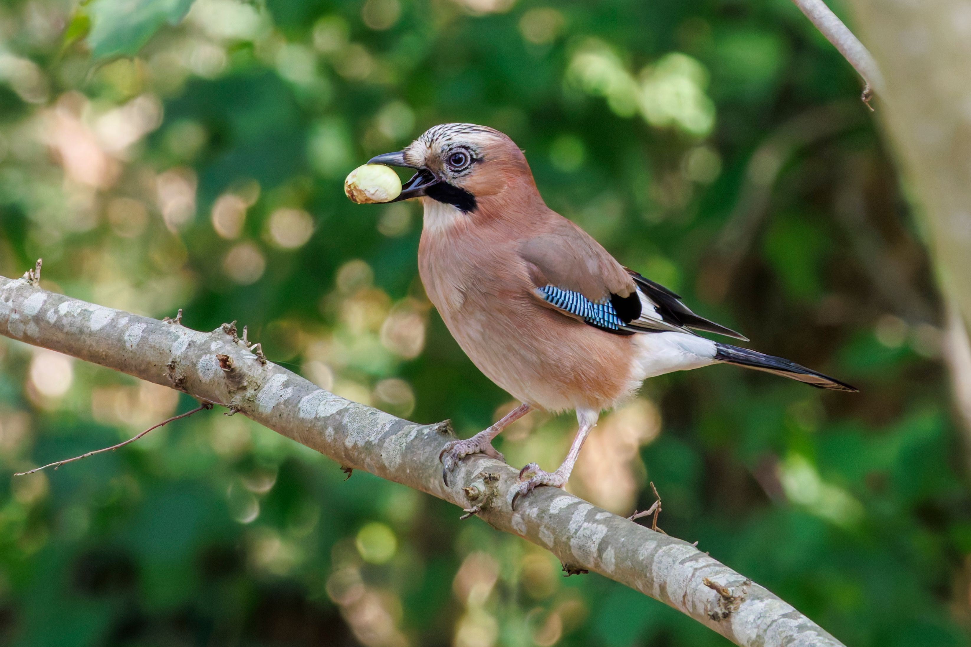 An Eurasian jay (Garrulus glandarius) holding a chestnut.