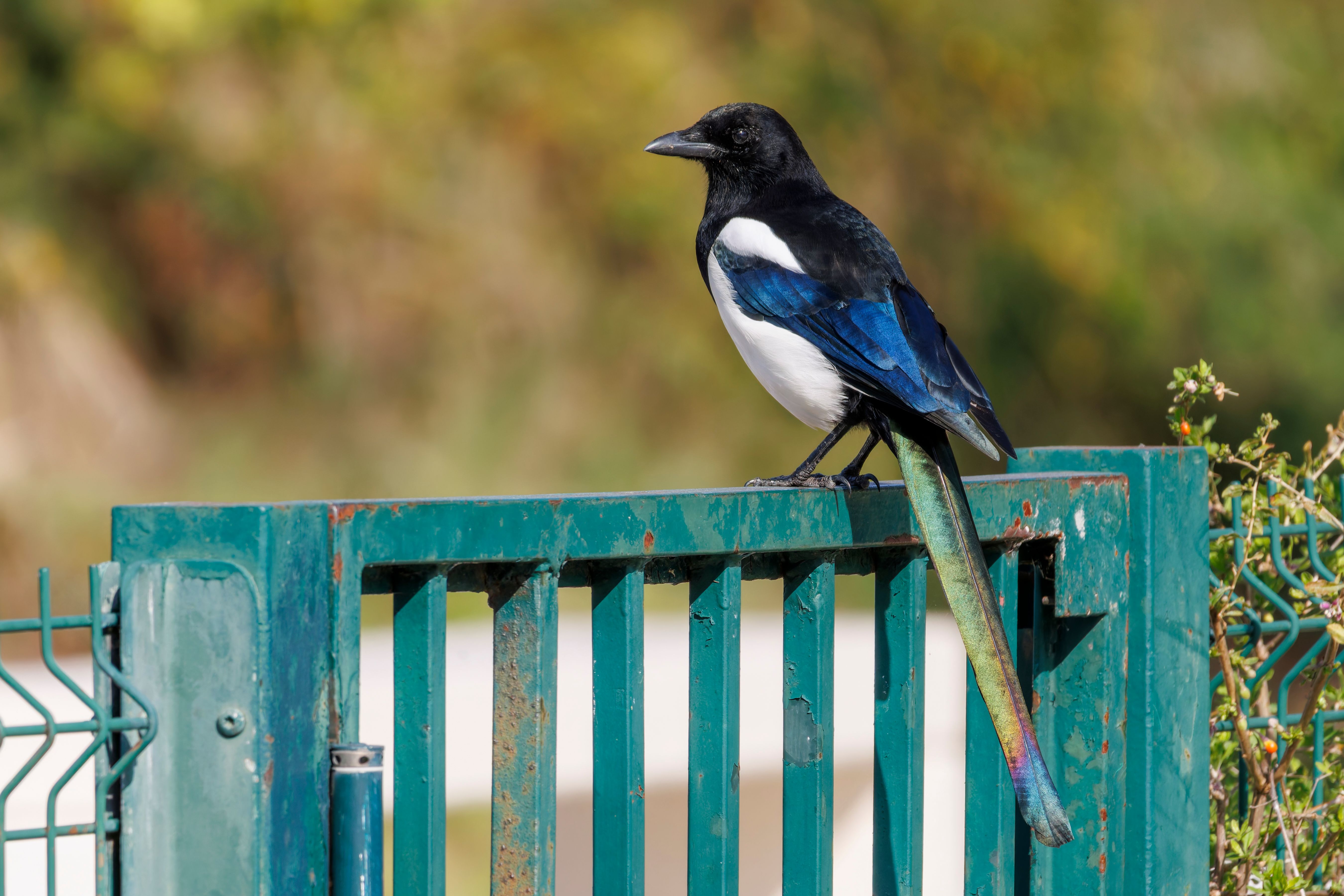 An Eurasian magpie (Pica pica) on a fence.