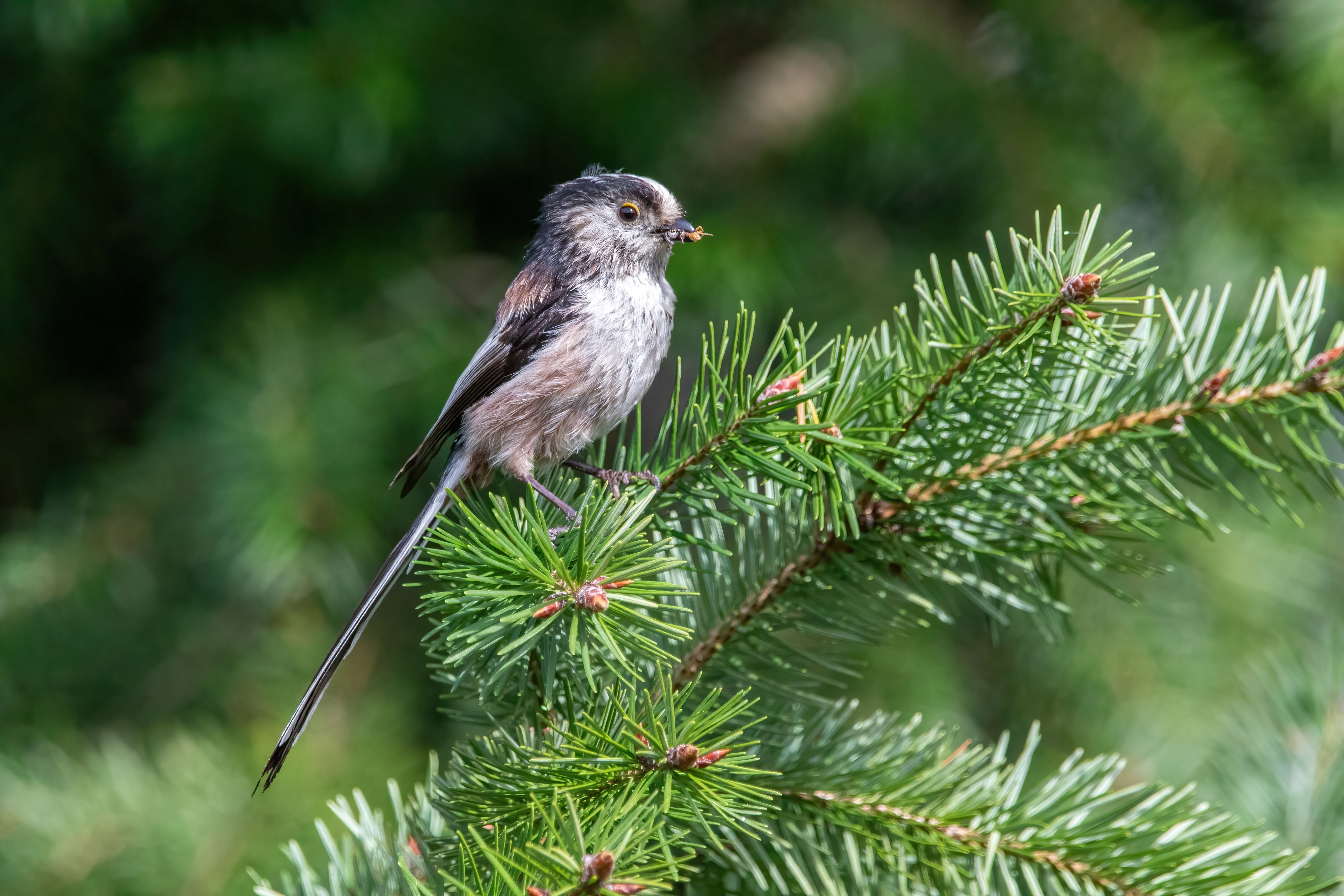 A long-tailed tit (Aegithalos caudatus).