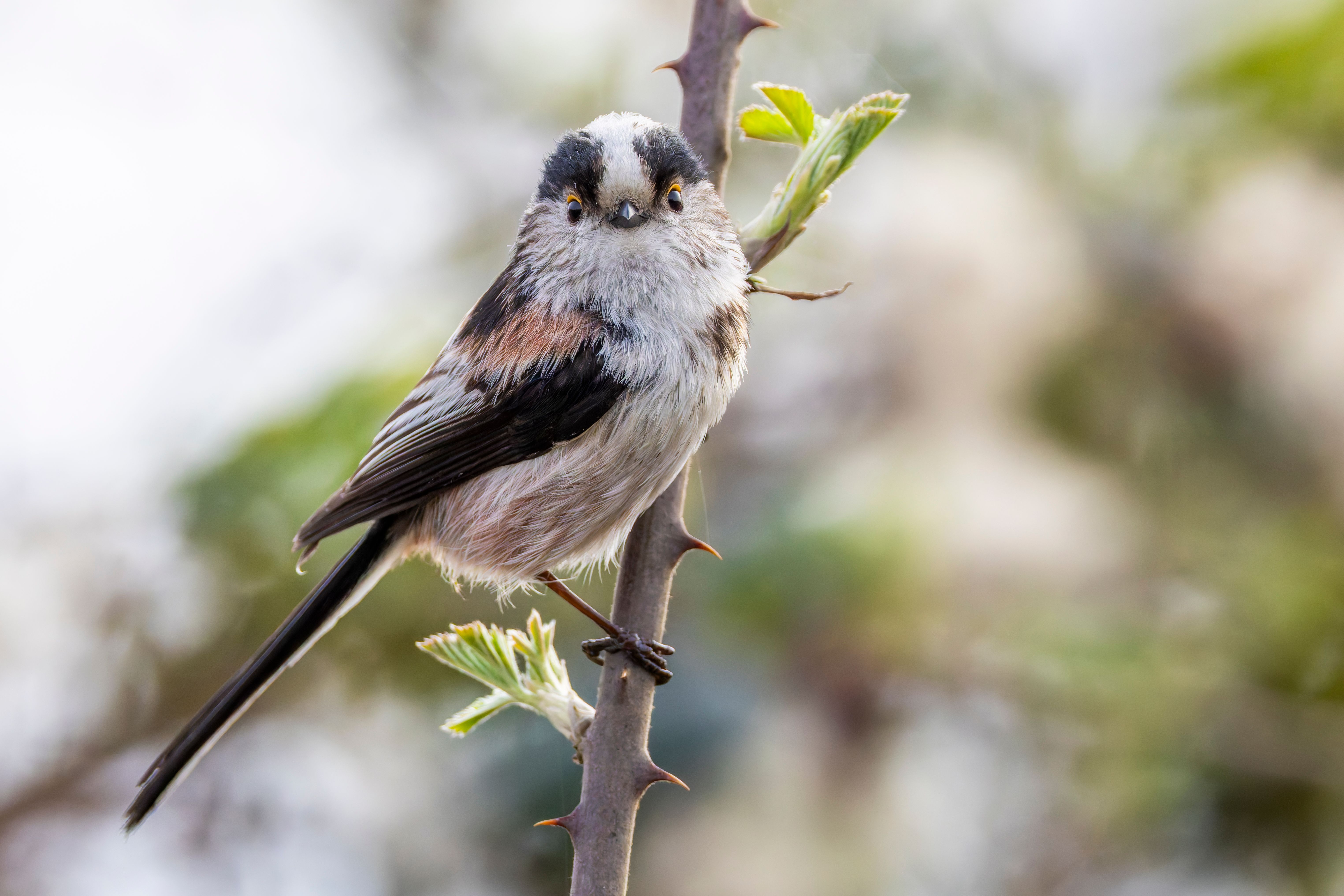 A long-tailed tit (Aegithalos caudatus) on a branch.