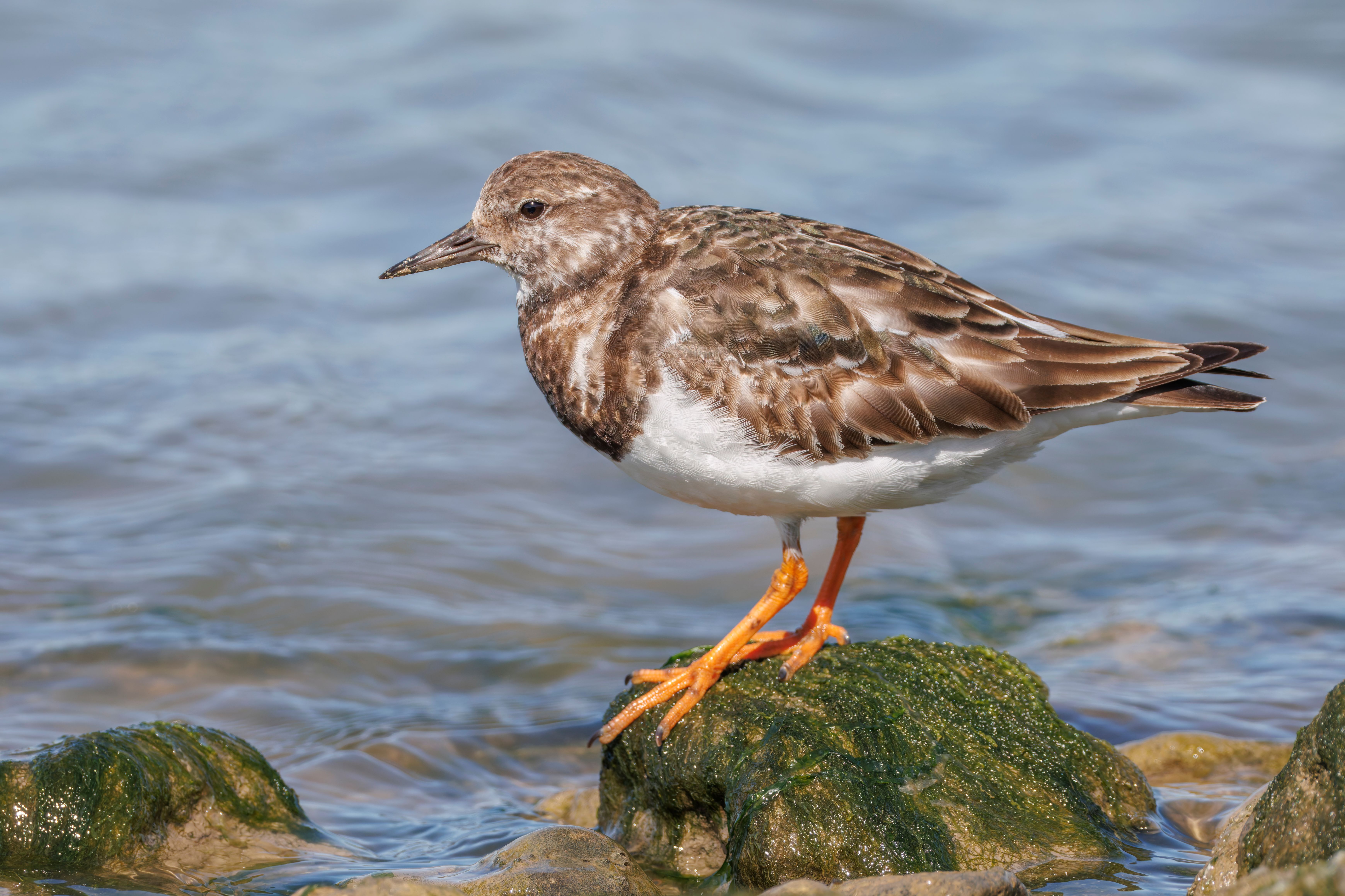 A ruddy turnstone (Arenaria interpres).