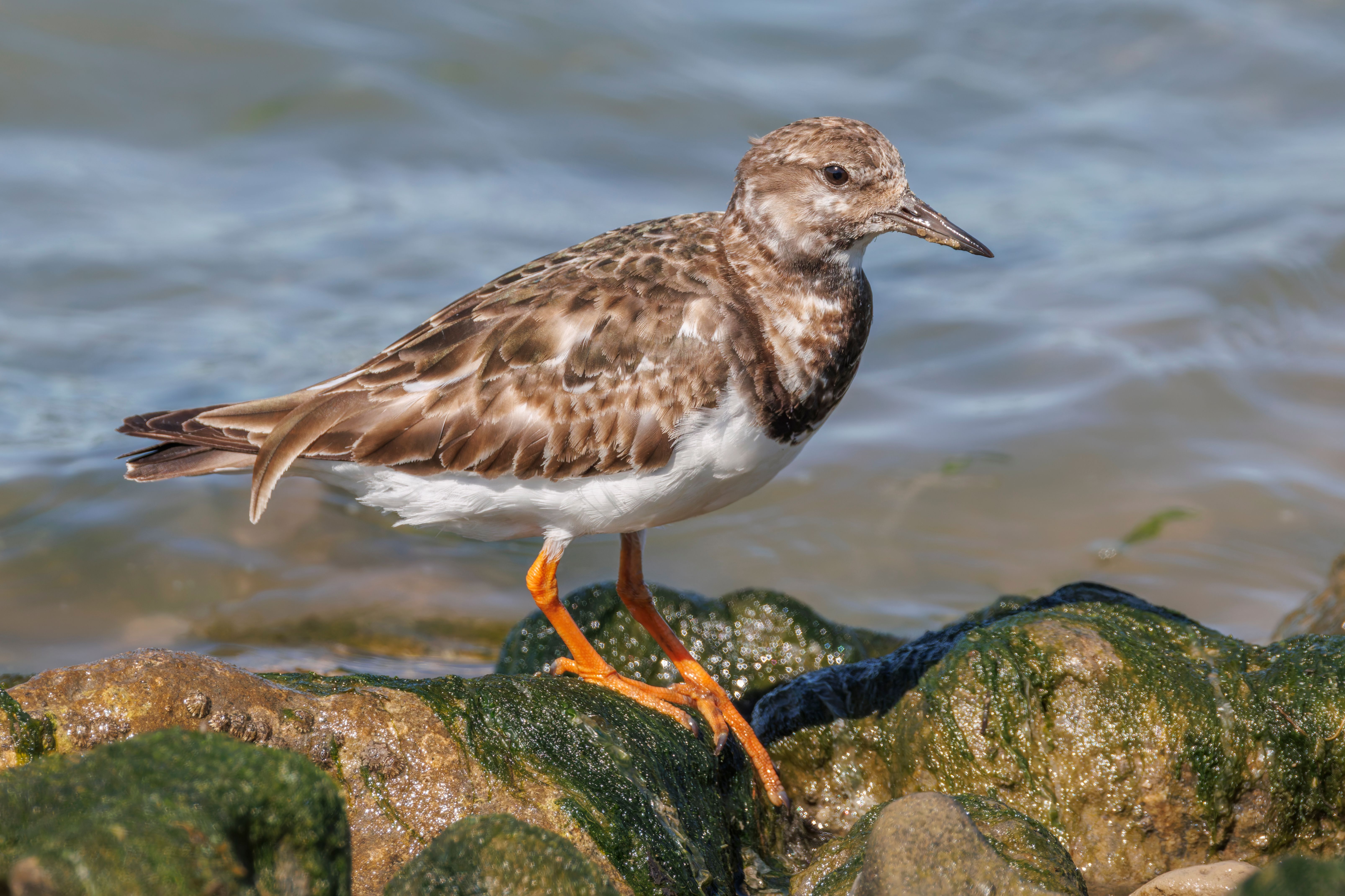 A ruddy turnstone (Arenaria interpres).