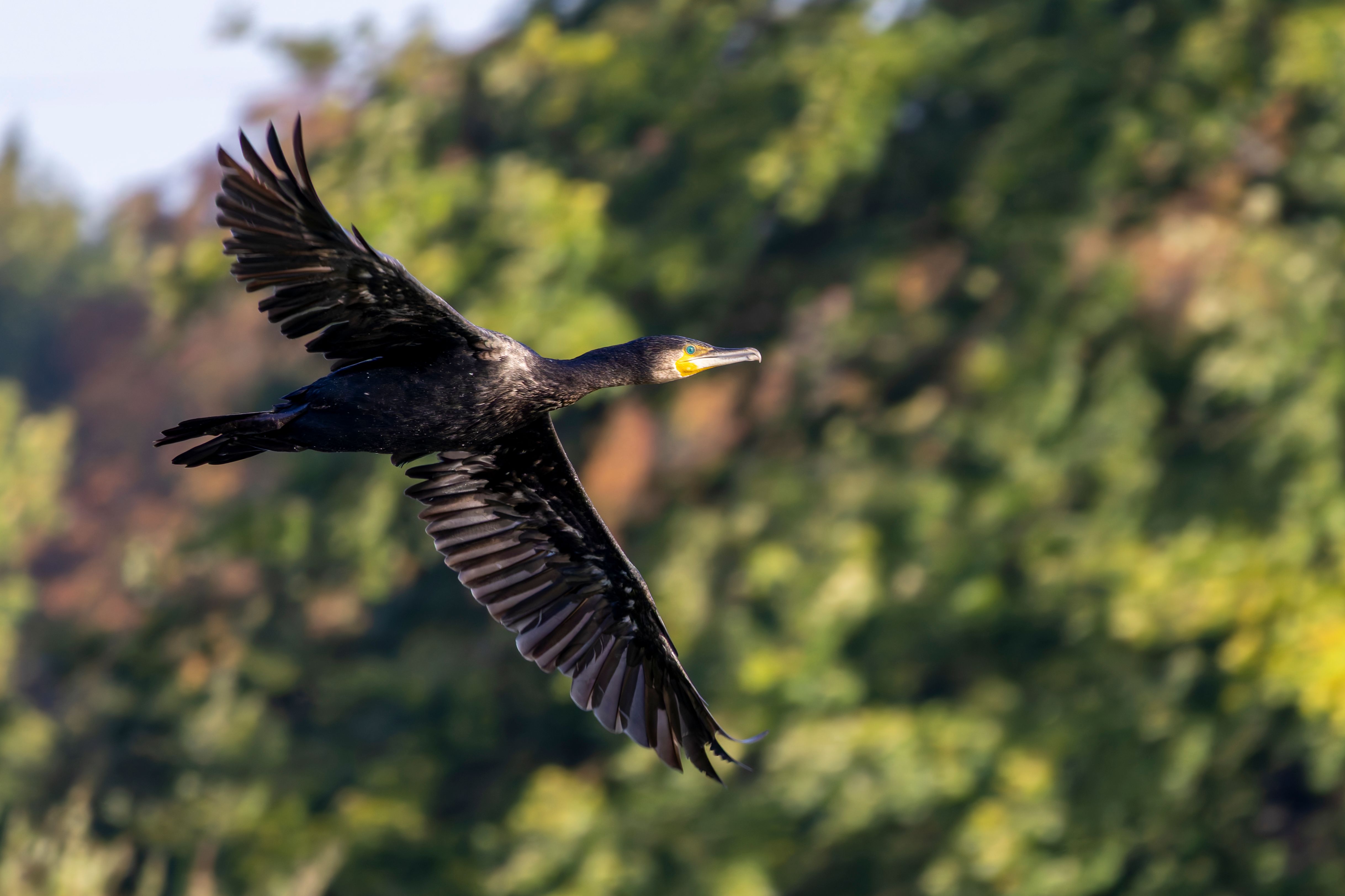 A great cormorant (Phalacrocorax carbo) flying.