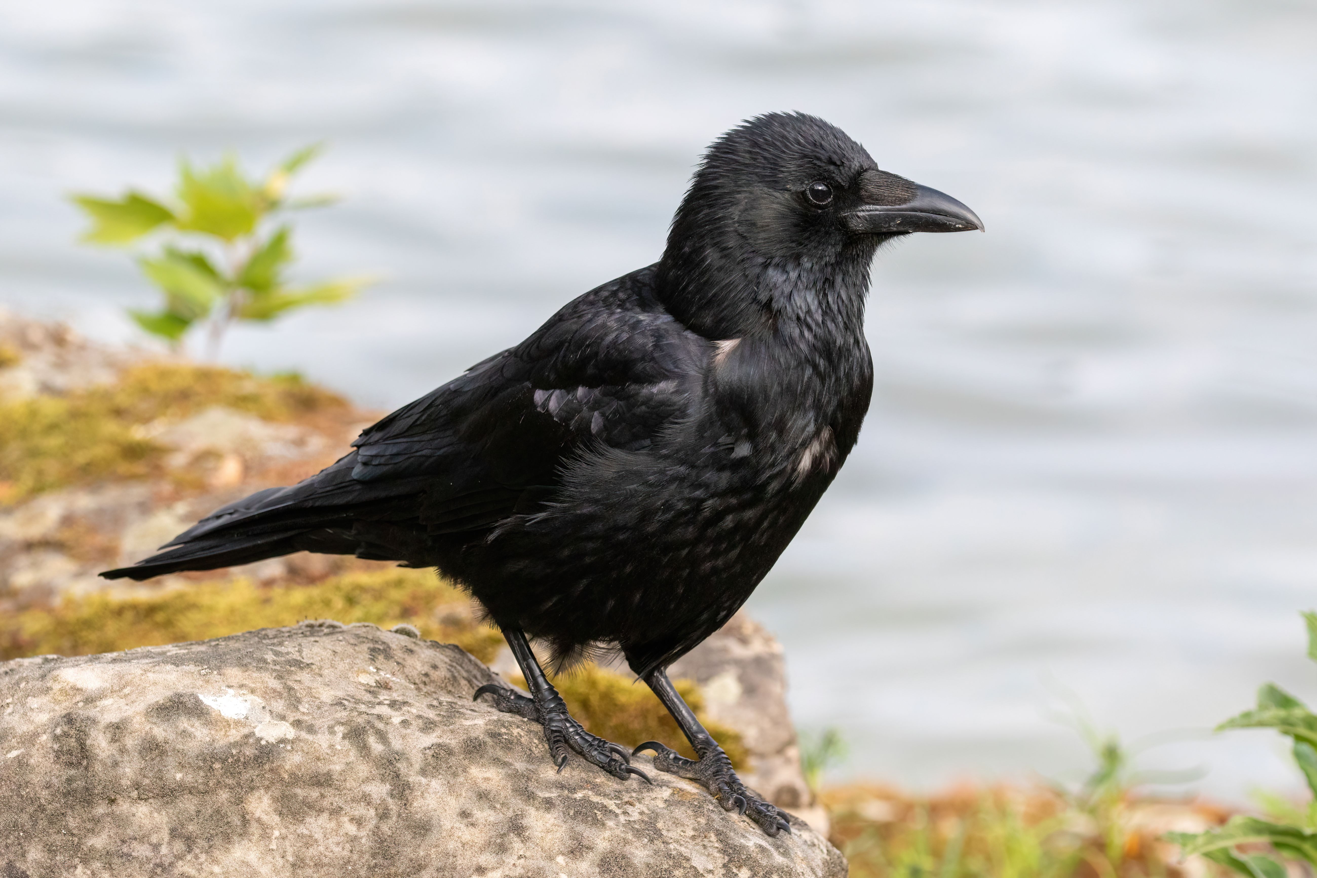 A carrion crow (Corvus corone) on a rock.