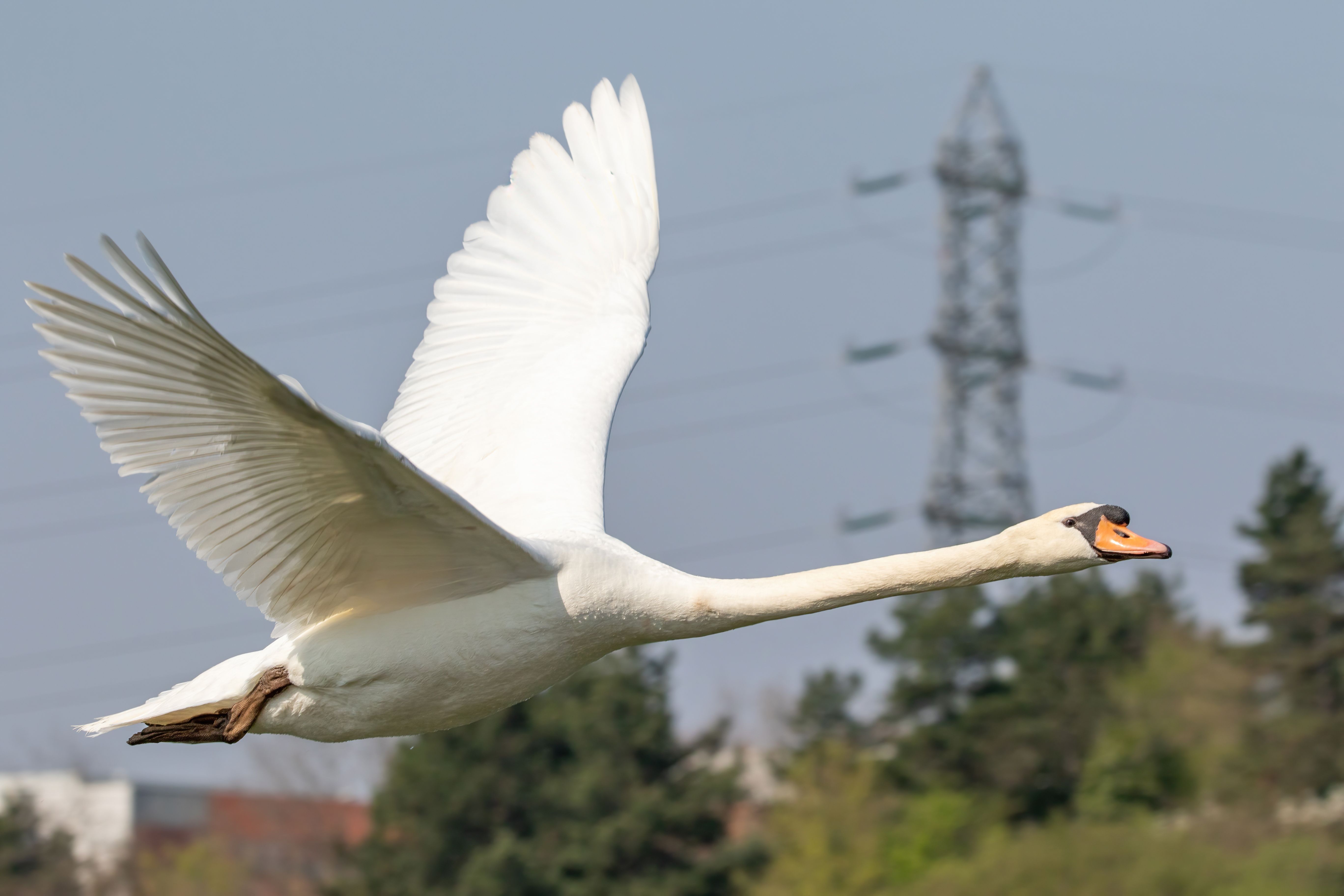 A mute swan (Cygnus olor) flying.