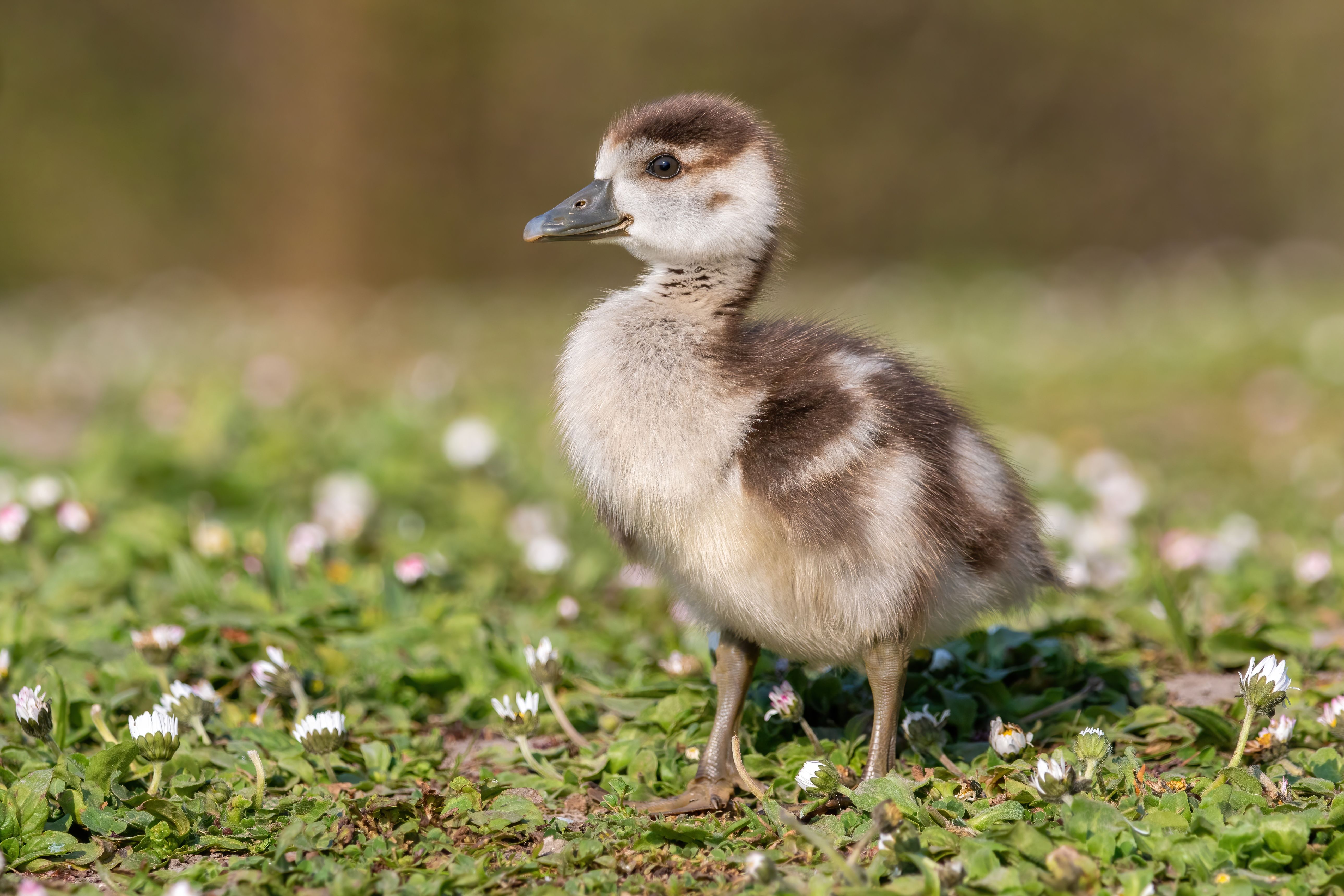 A juvenile Egyptian goose (Alopochen aegyptiaca).
