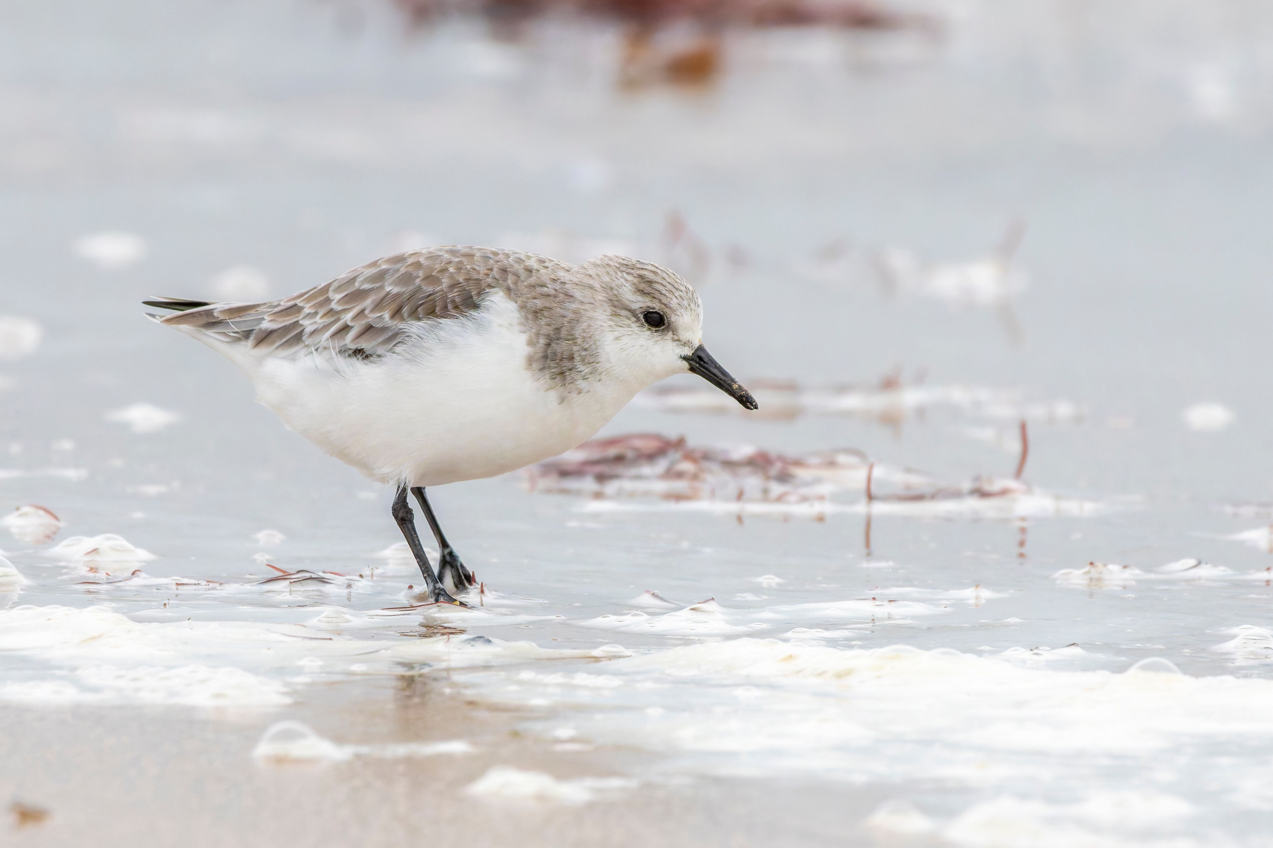 A sanderling (Calidris alba).