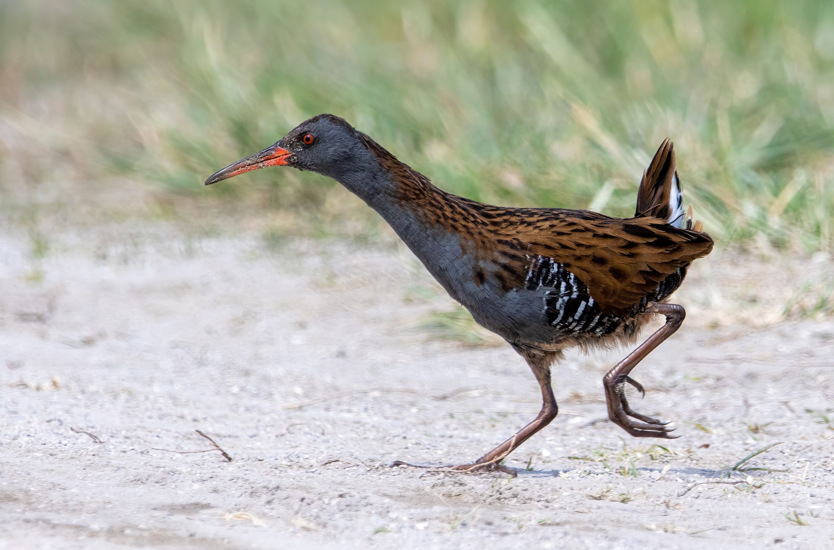 A water rail (Rallus aquaticus).