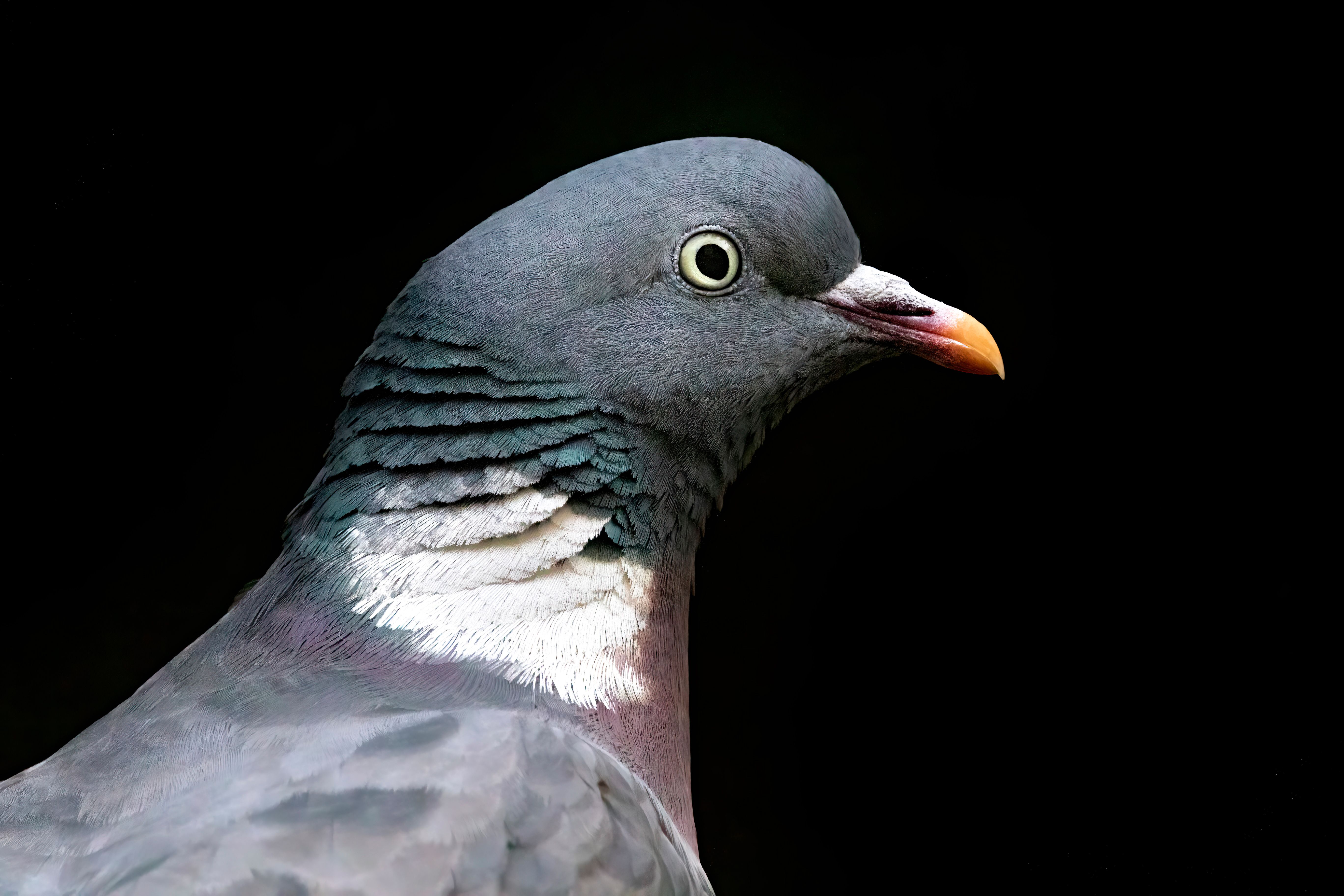 Portrait of a common wood pigeon (Columba palumbus).