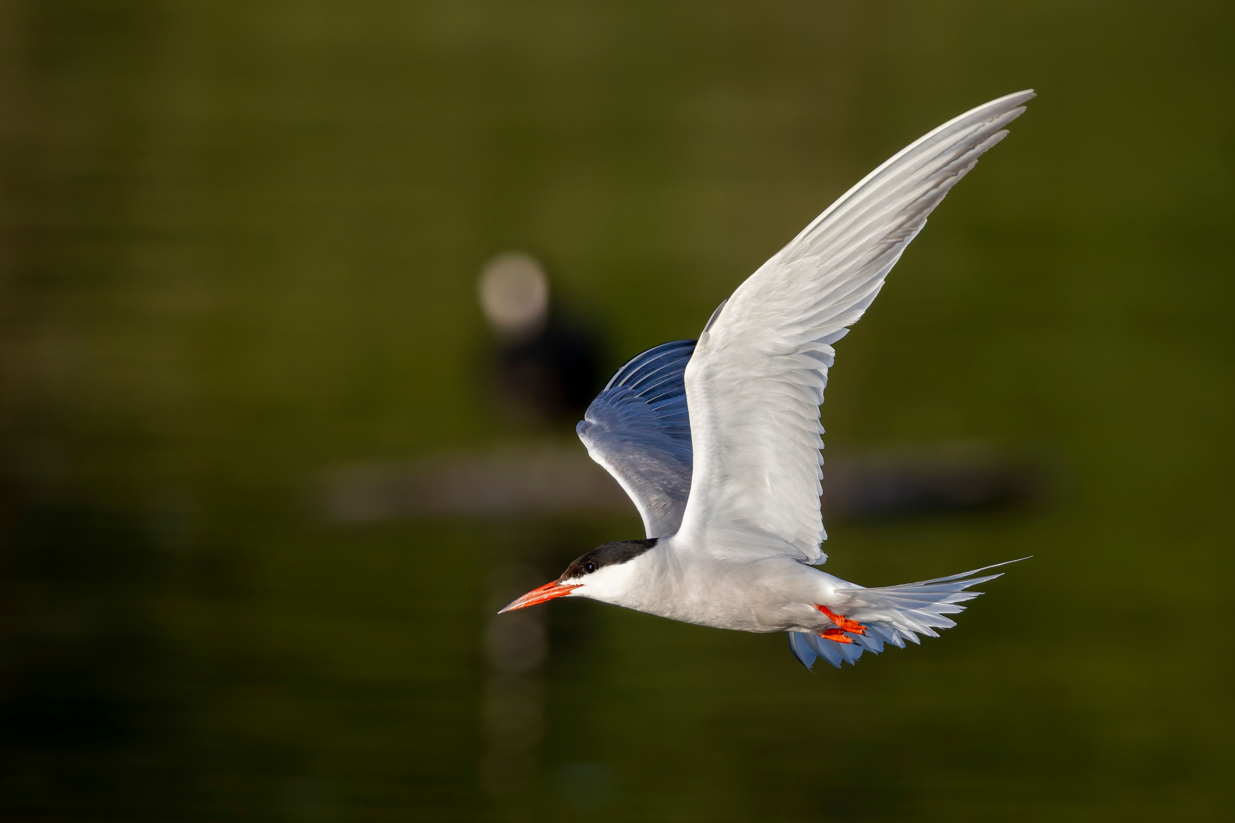 A common tern (Sterna hirundo) in flight.