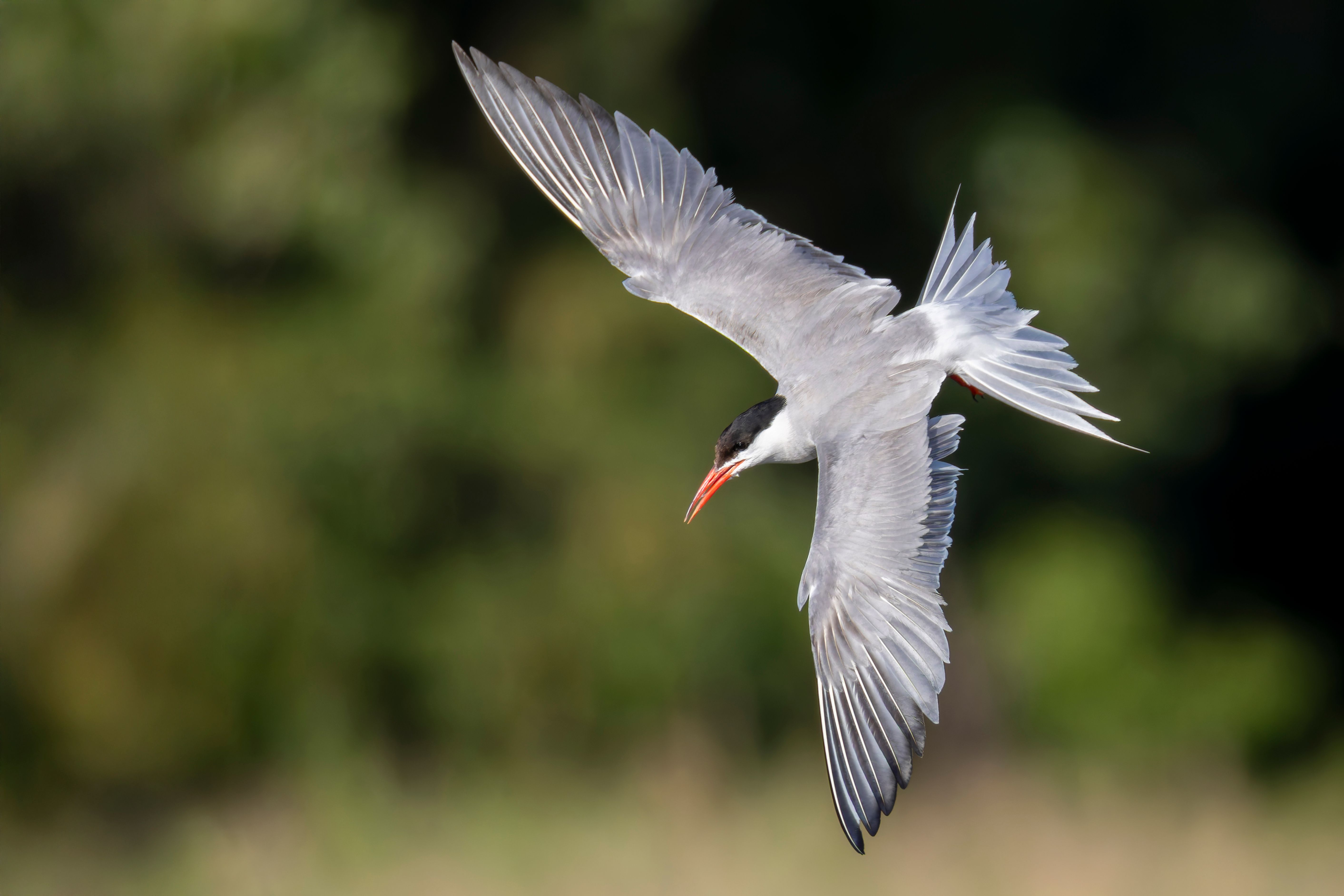 A common tern (Sterna hirundo) in flight.