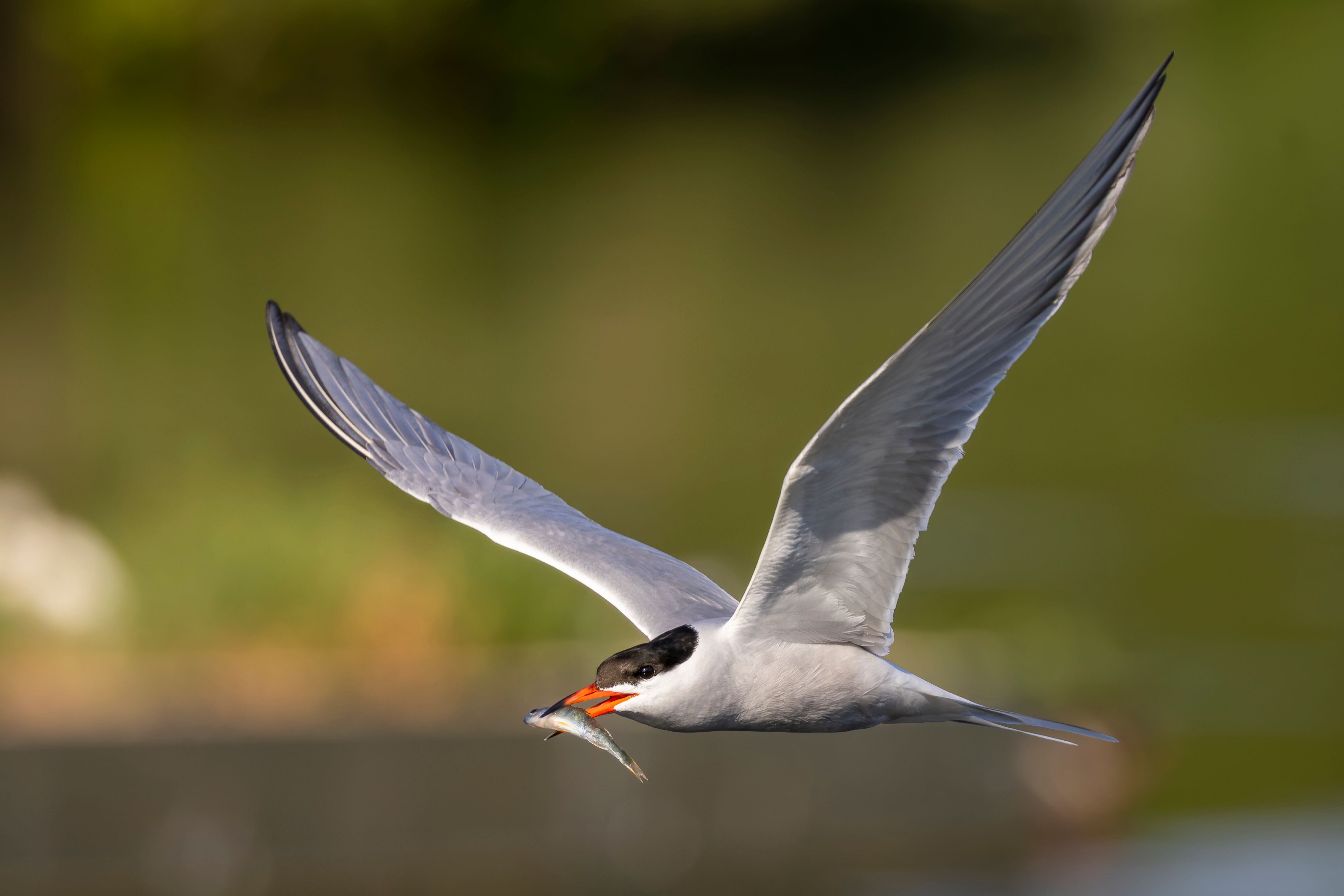 A common tern (Sterna hirundo) in flight with a fish.