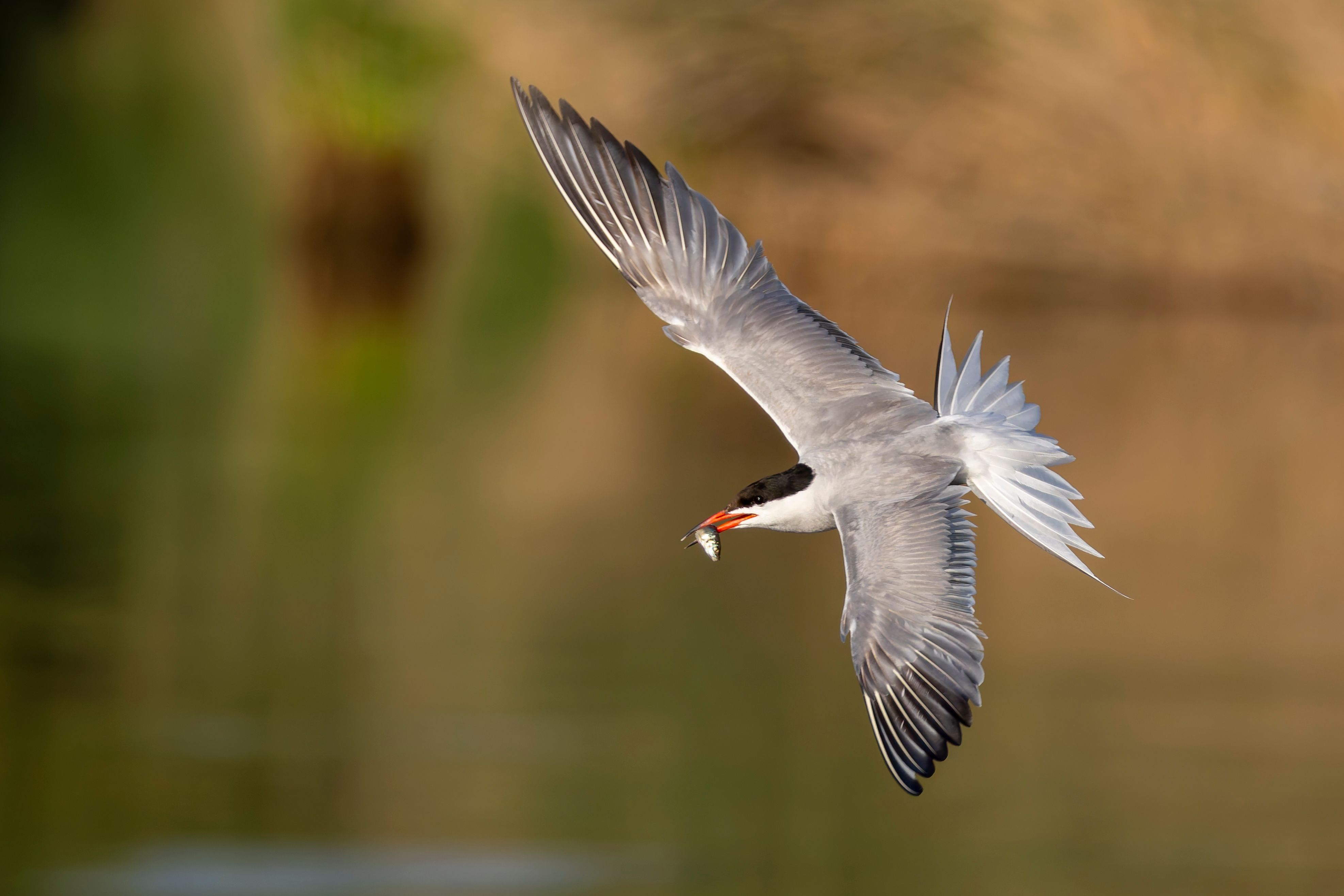A common tern (Sterna hirundo) in flight with a fish.