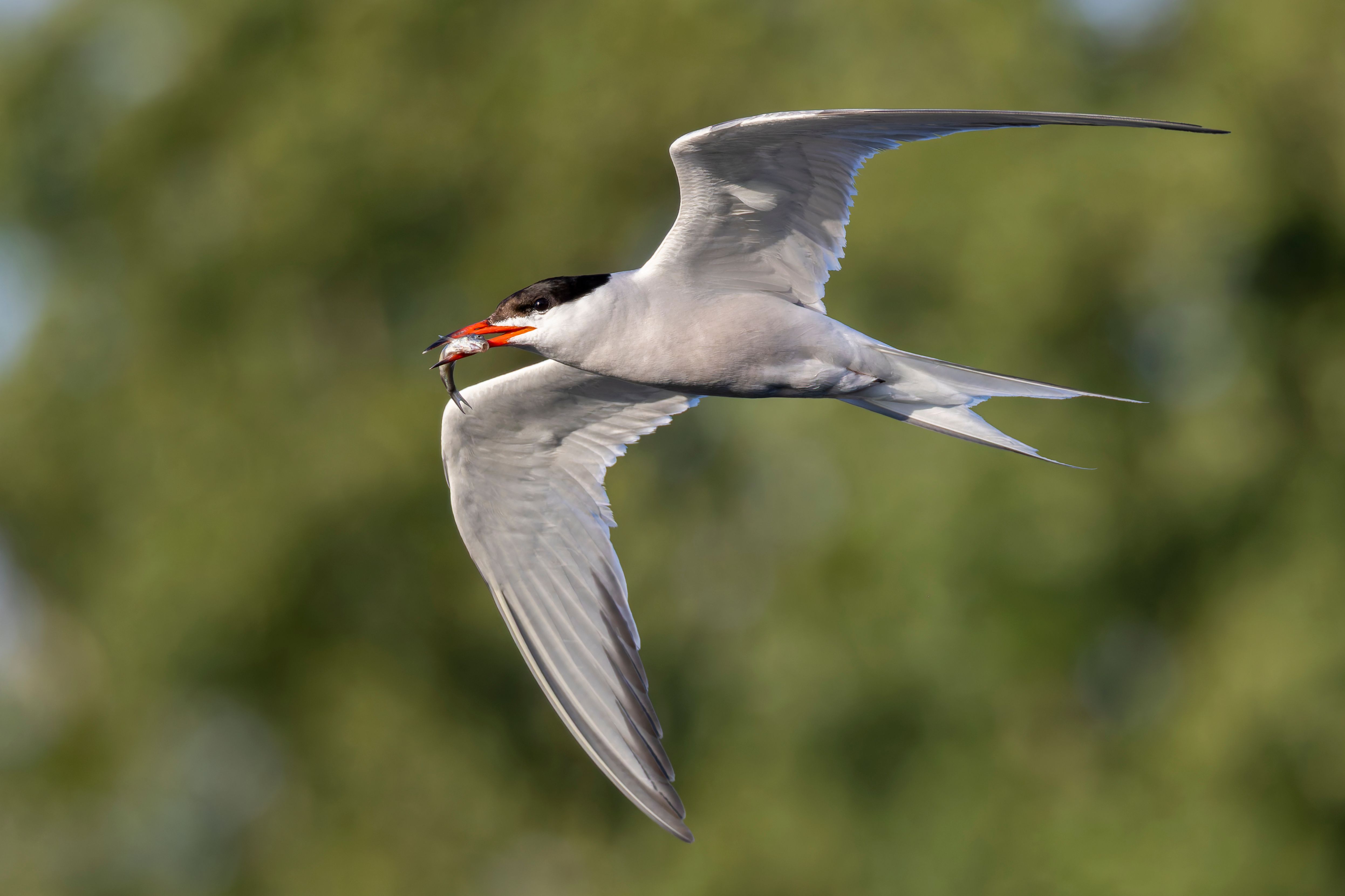 A common tern (Sterna hirundo) in flight with a fish.