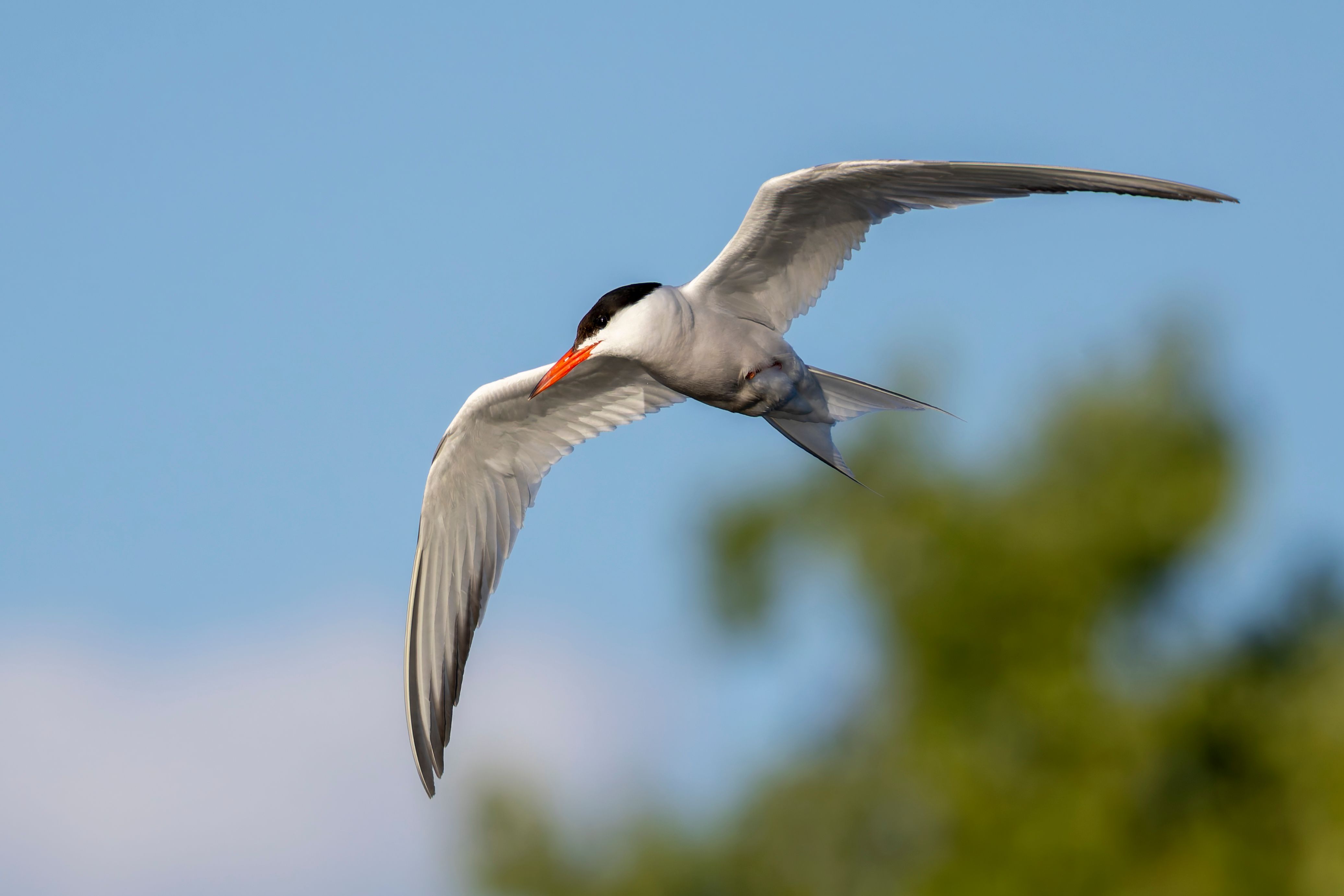 A common tern (Sterna hirundo) in flight.