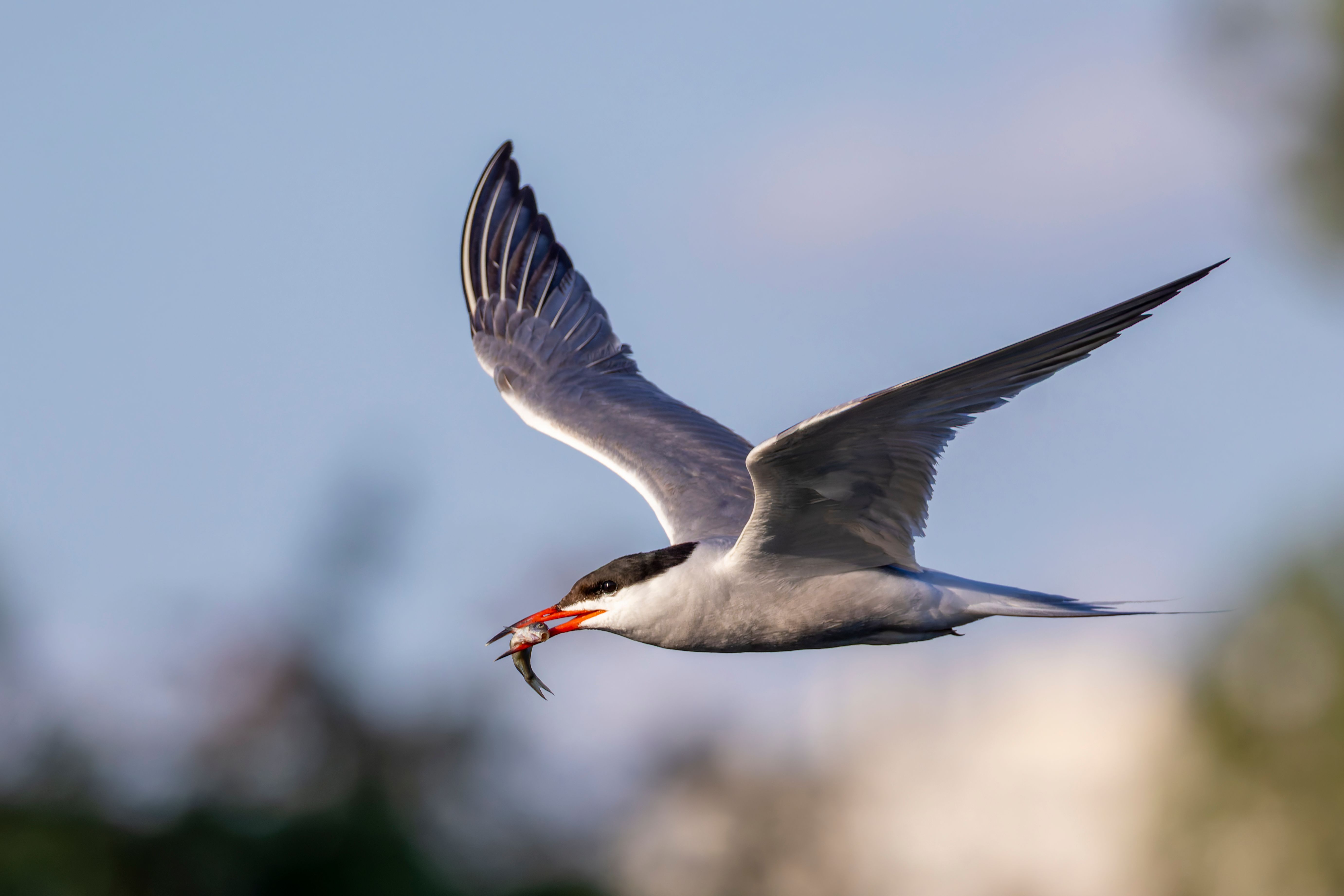 A common tern (Sterna hirundo) in flight with a fish.