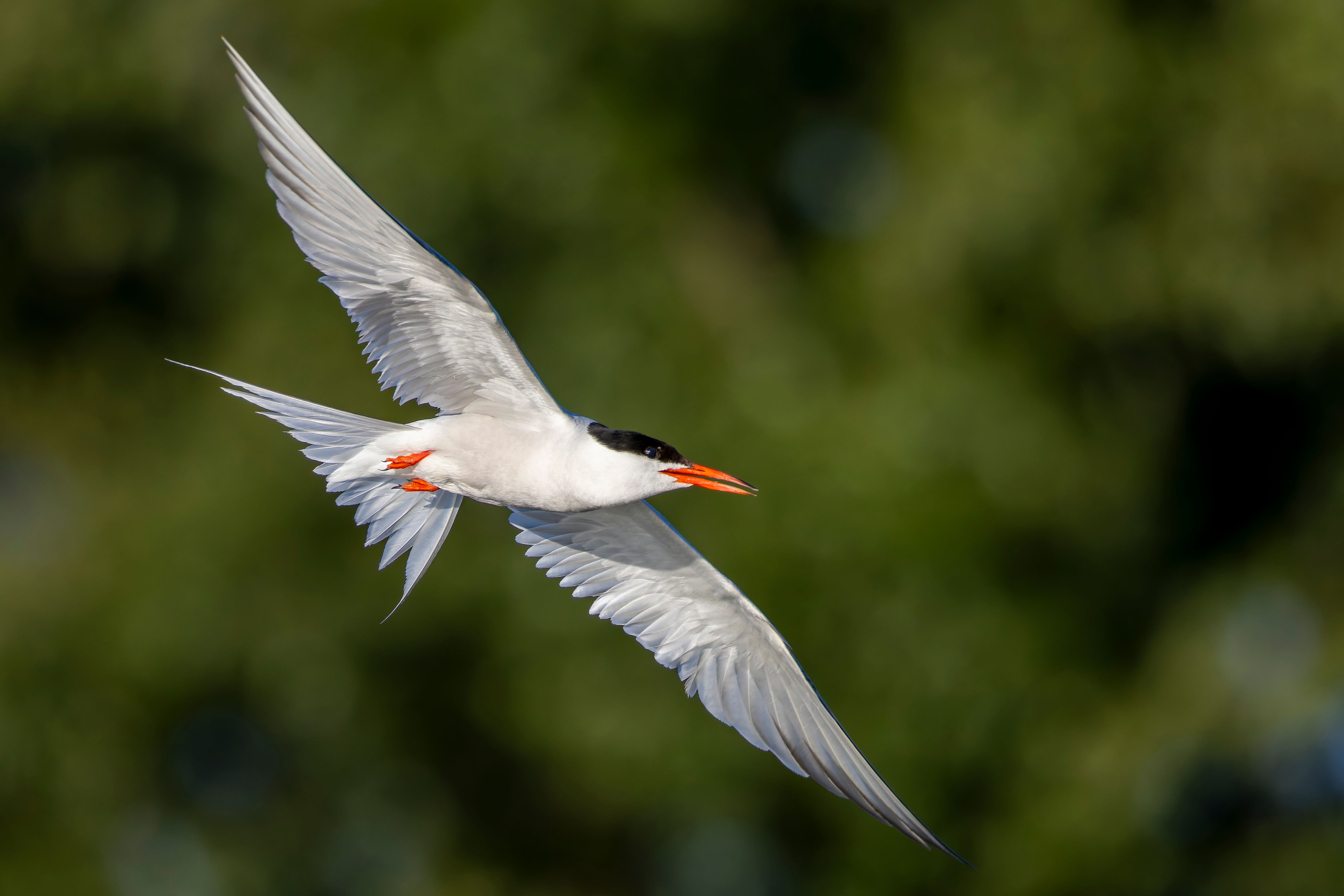 A common tern (Sterna hirundo) in flight.
