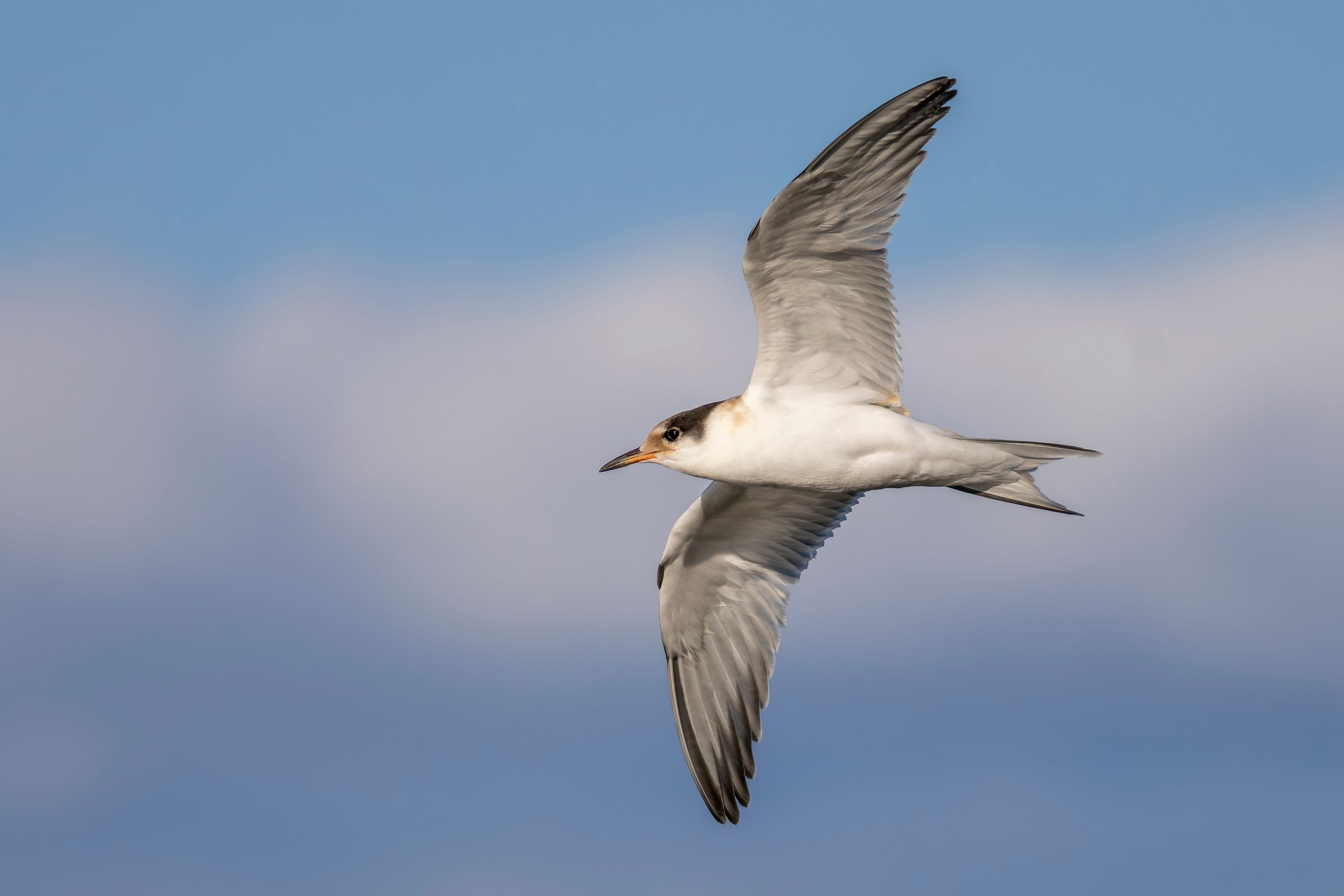 A juvenile common tern (Sterna hirundo) in flight.