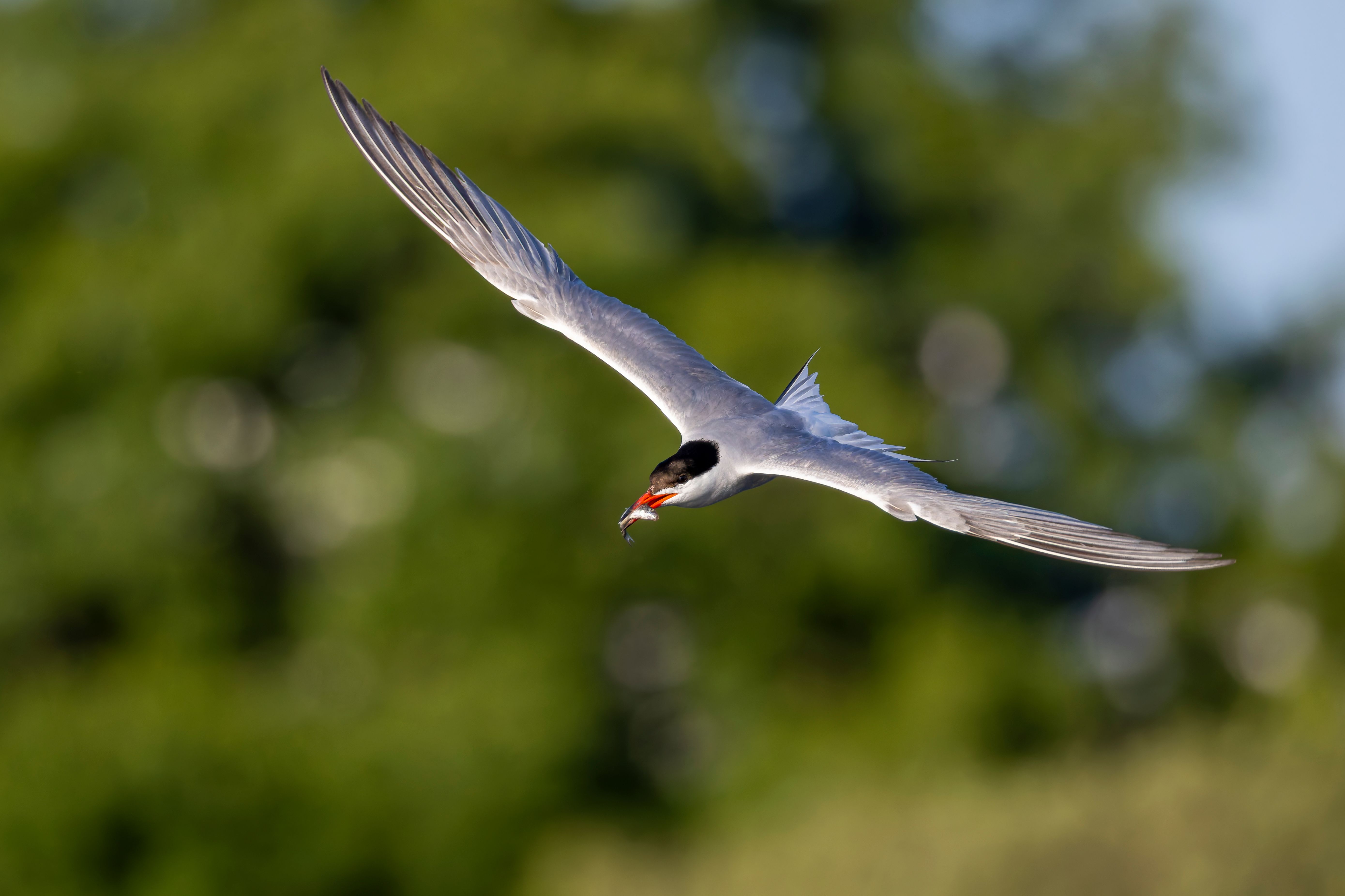 A common tern (Sterna hirundo) in flight with a fish.