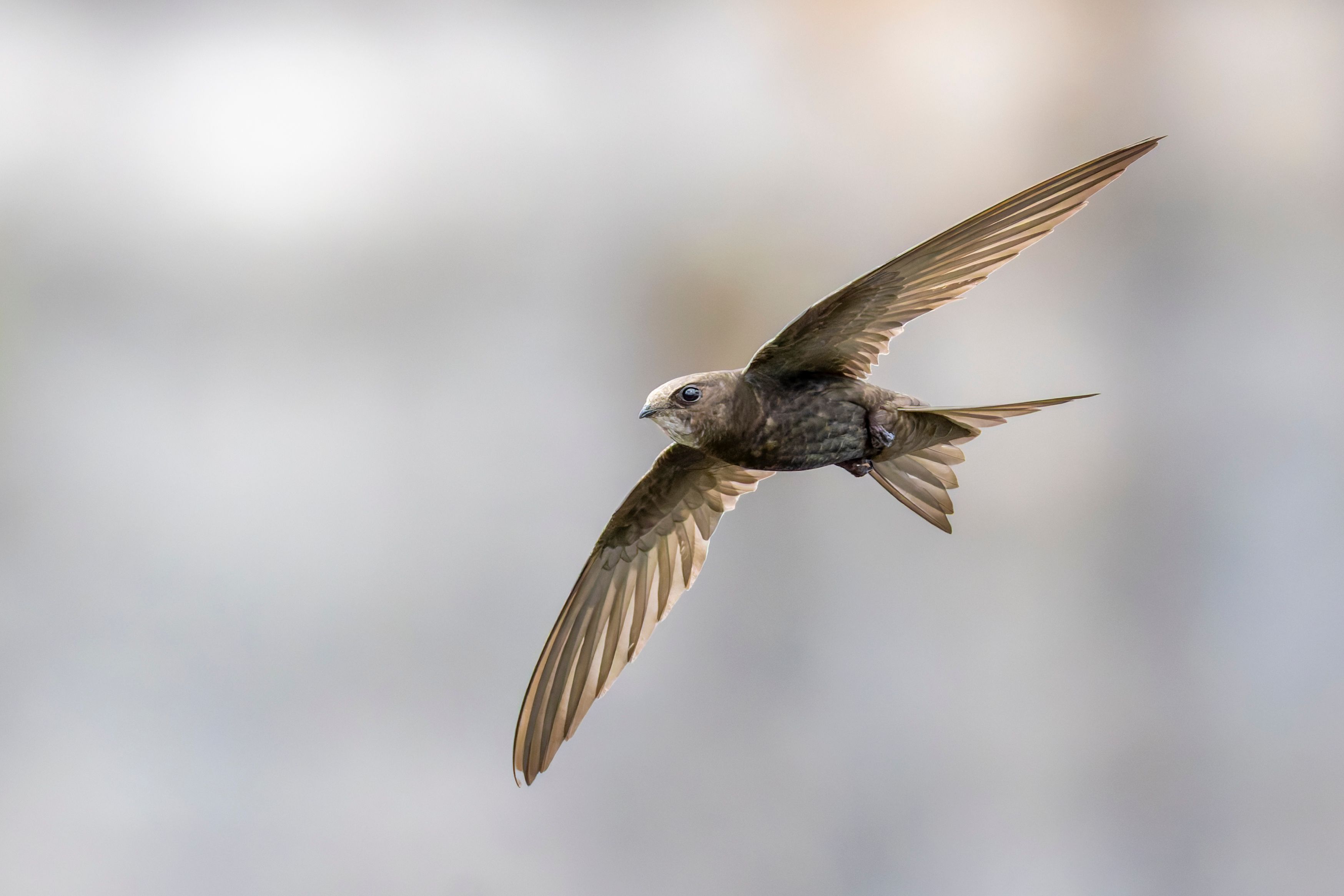 A common swift (Apus apus) in flight.