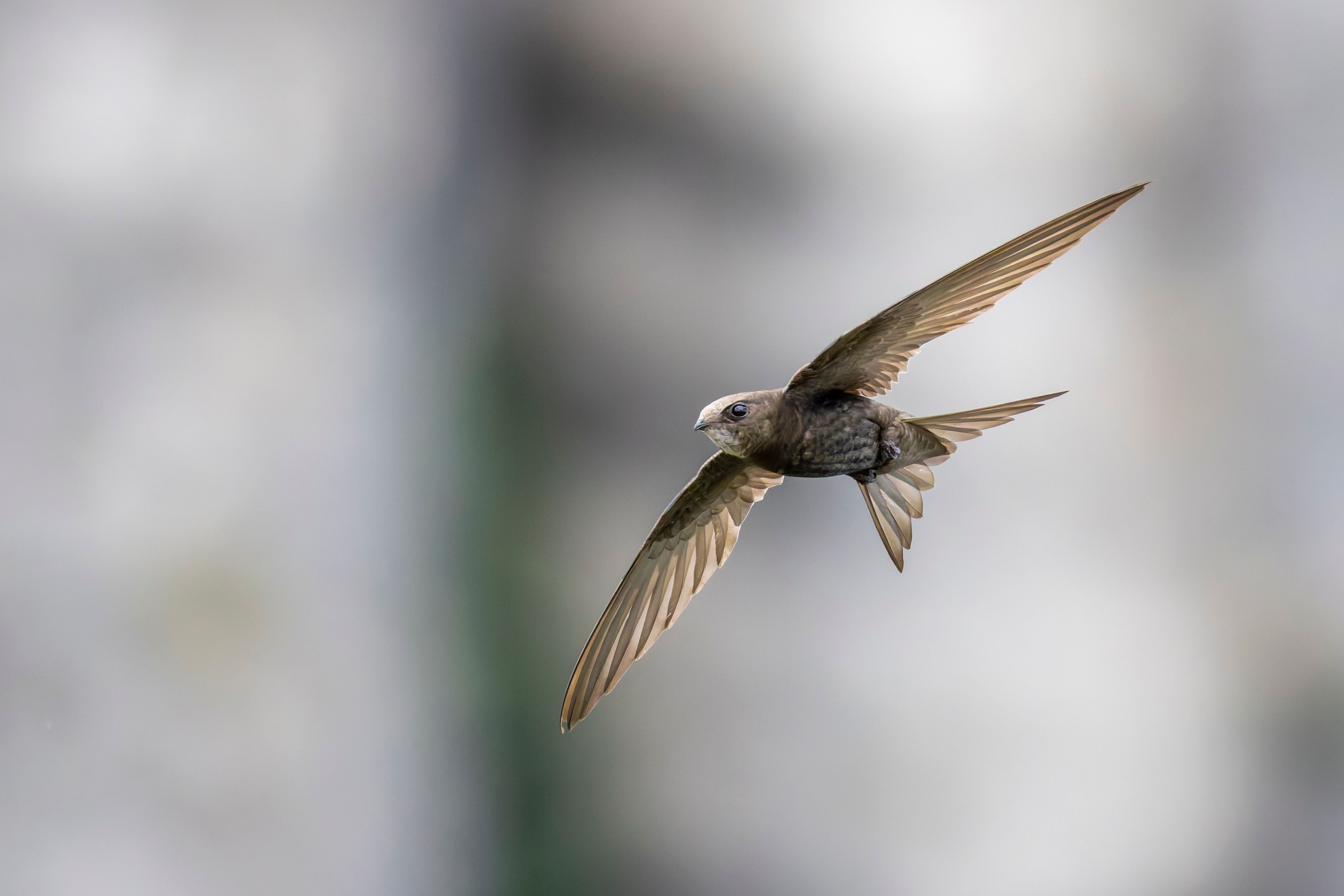 A common swift (Apus apus) in flight.