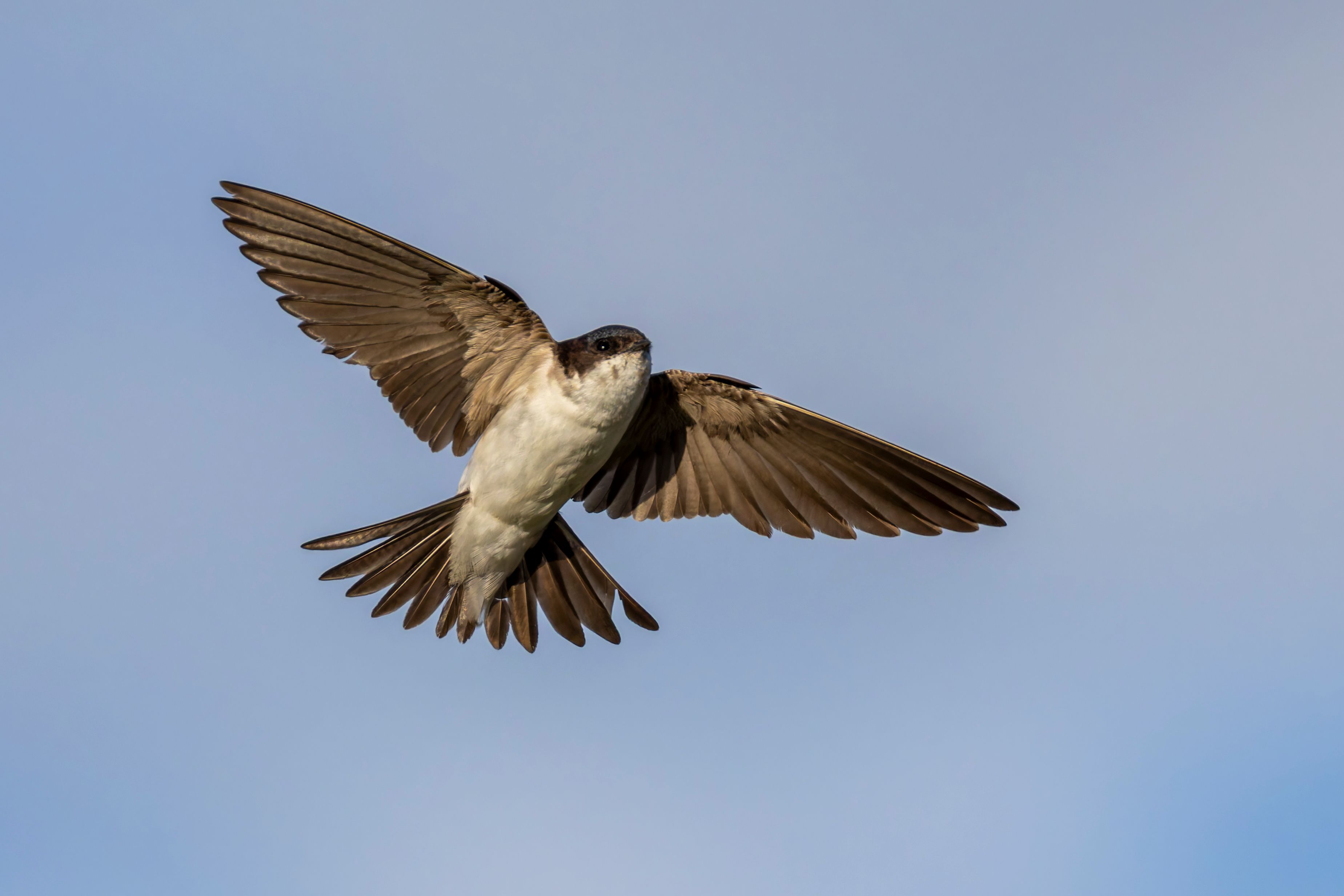 A western house martin (Delichon urbicum) flying.