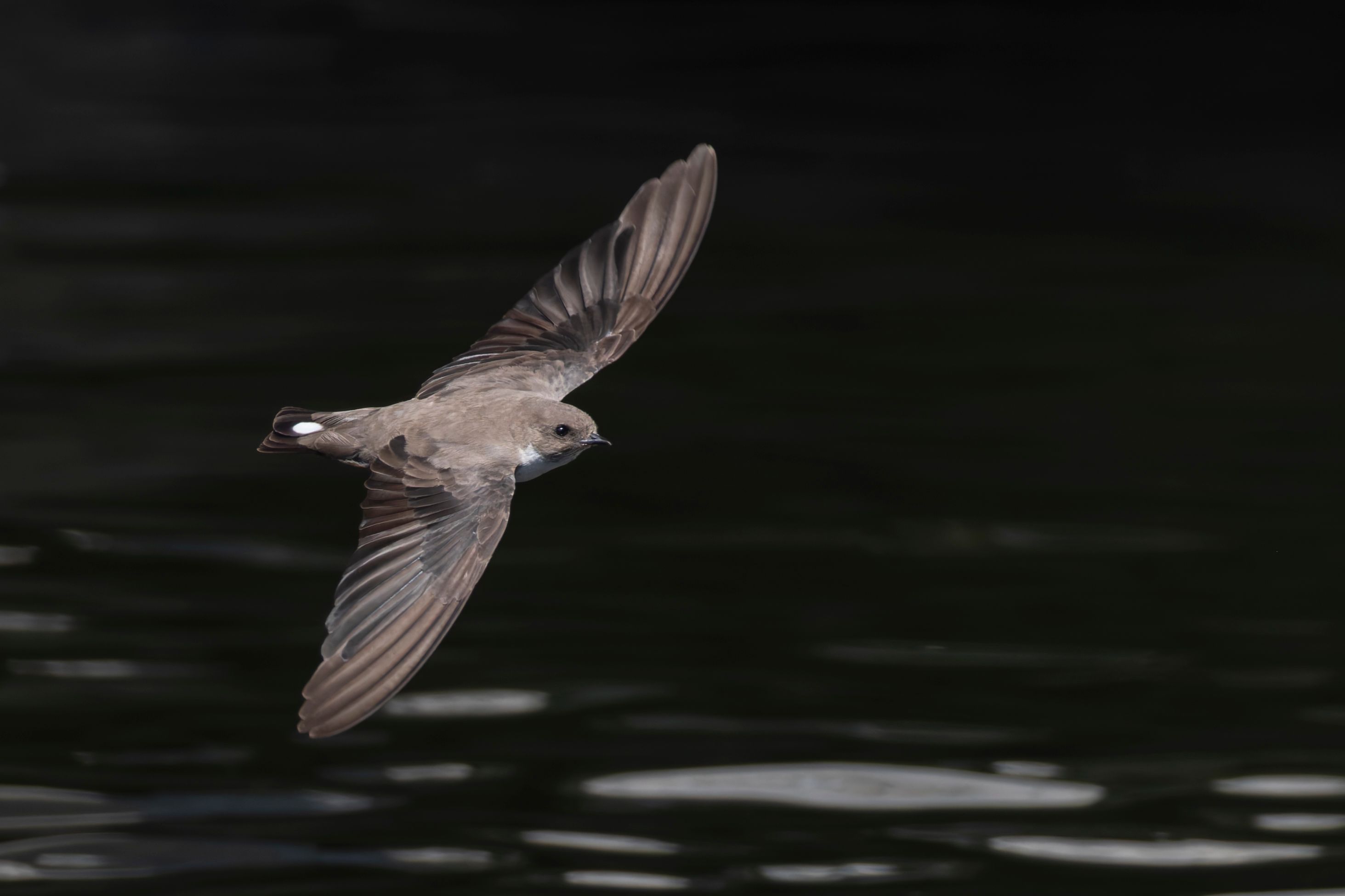 An Eurasian crag martin (Ptyonoprogne rupestris) in flight.
