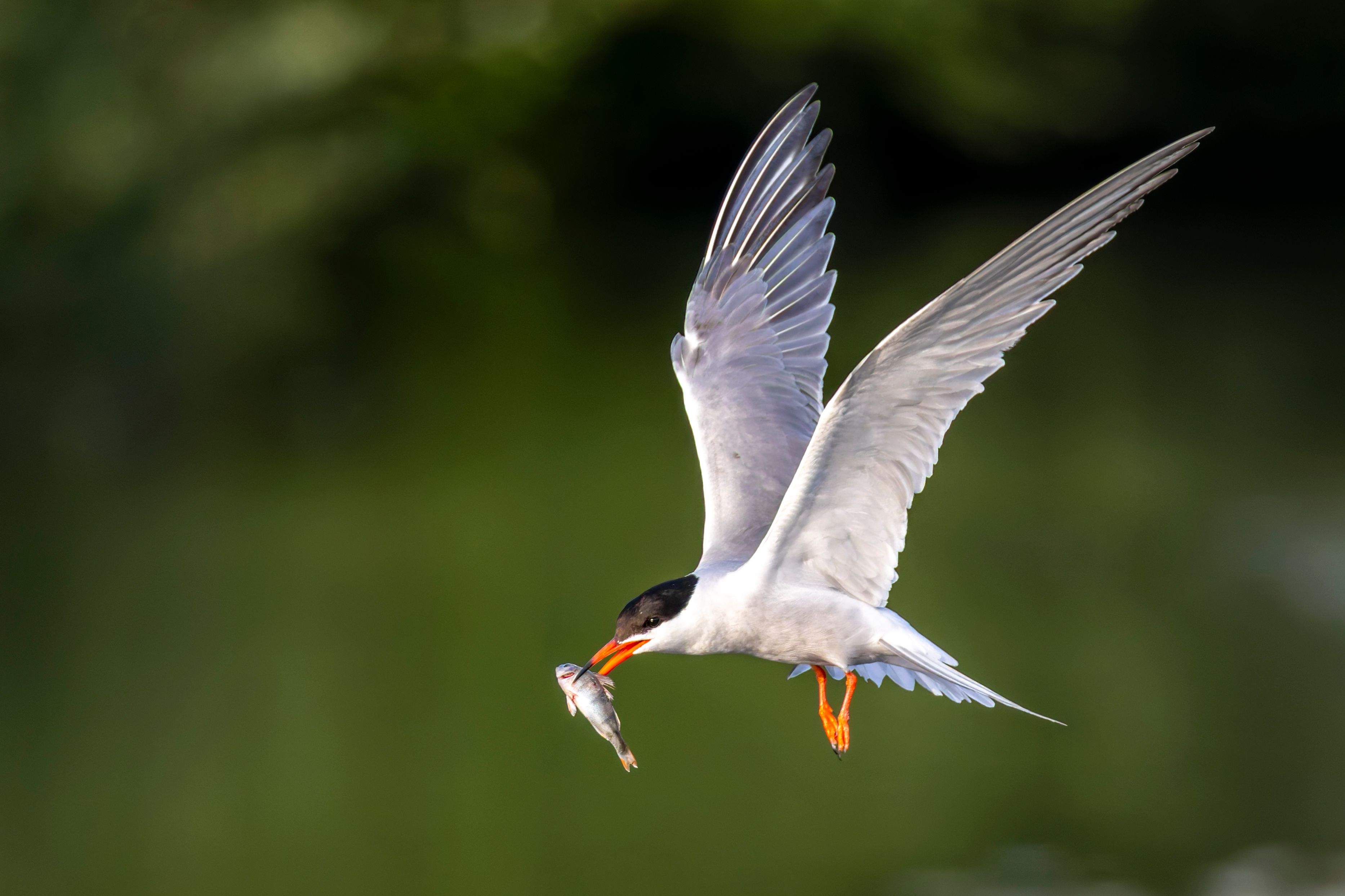A common tern (Sterna hirundo) in flight with a fish.