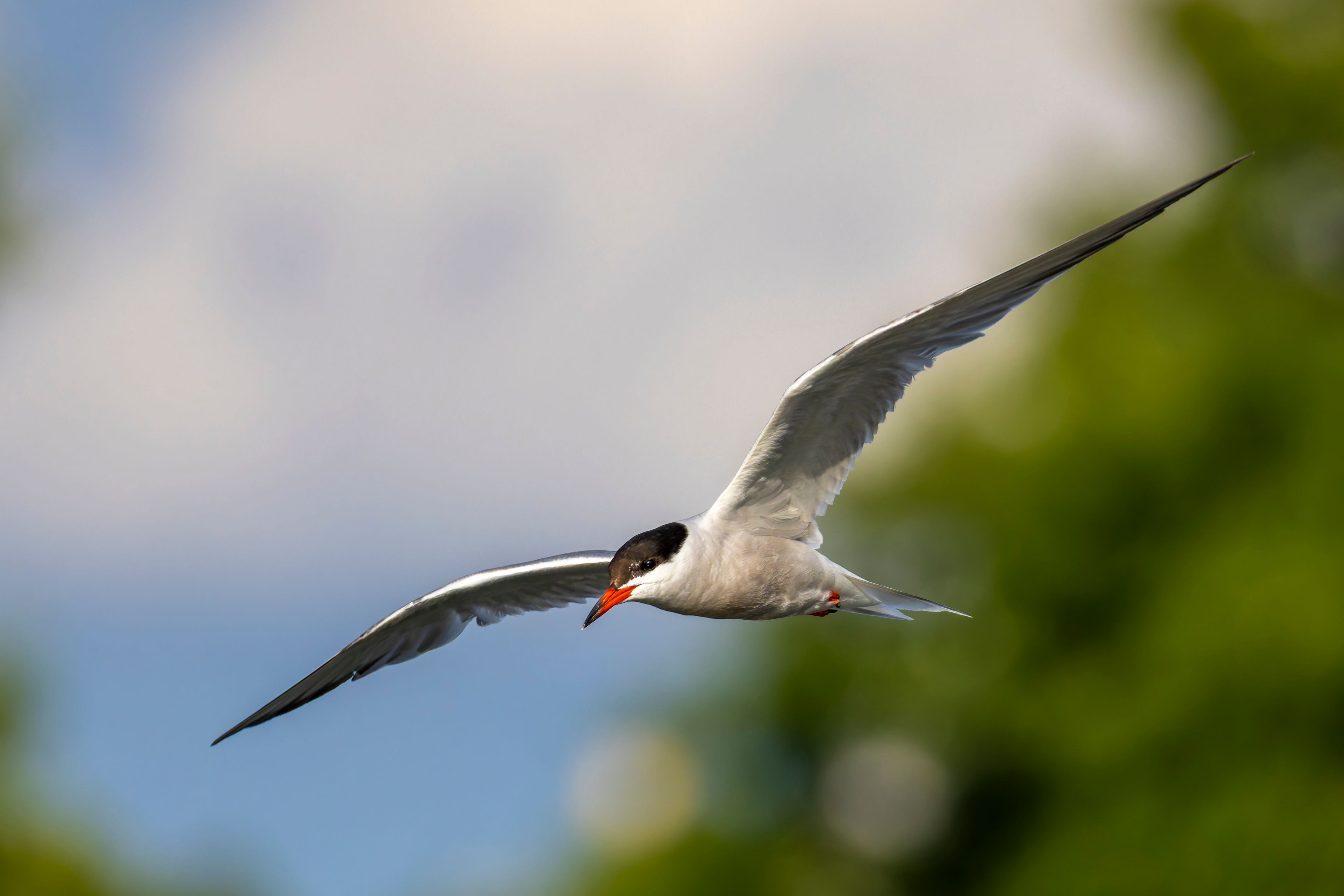 A common tern (Sterna hirundo) in flight.