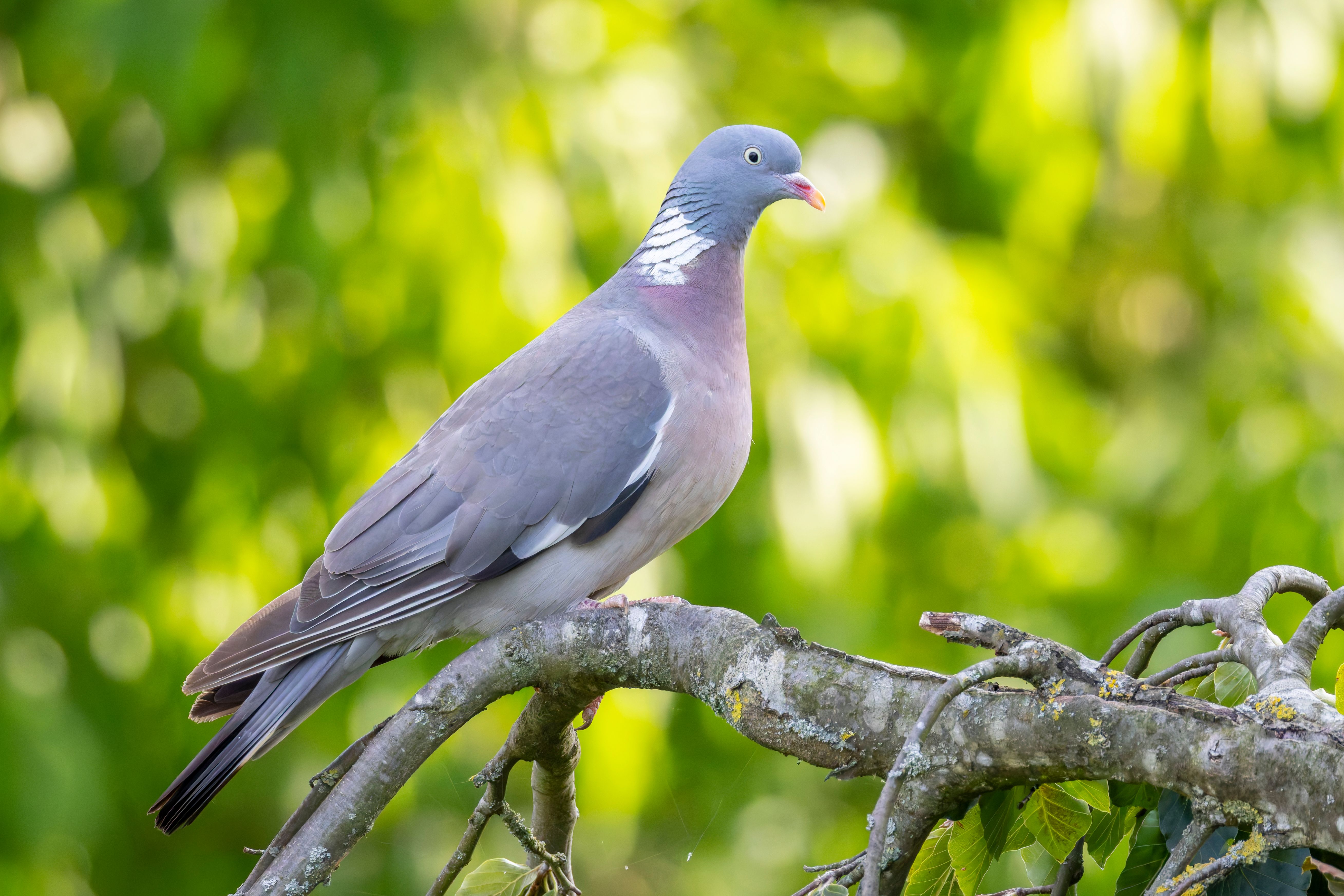 A common wood pigeon (Columba palumbus) on a branch.
