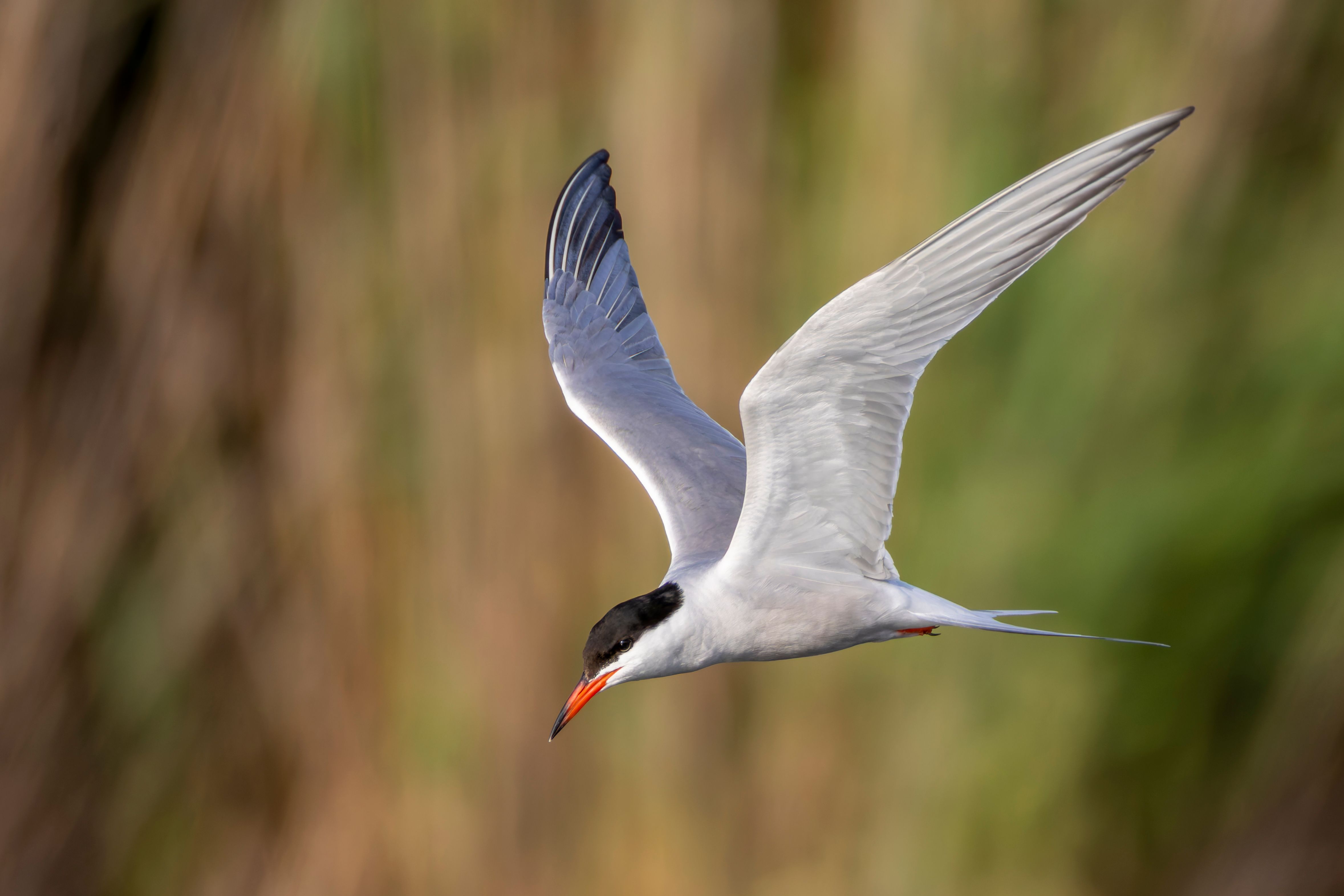 A common tern (Sterna hirundo) in flight.