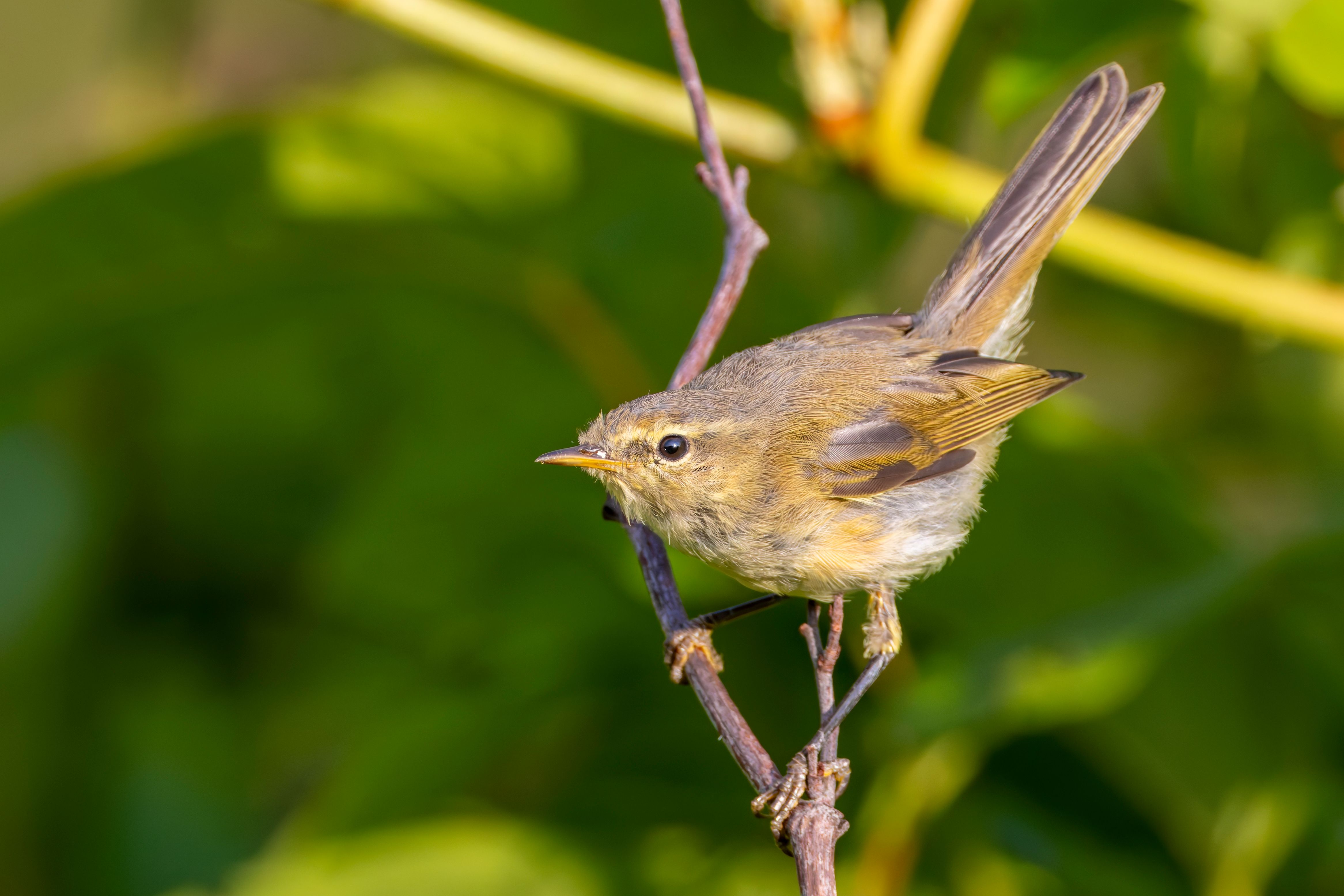 A juvenile common chiffchaff (Phylloscopus collybita).