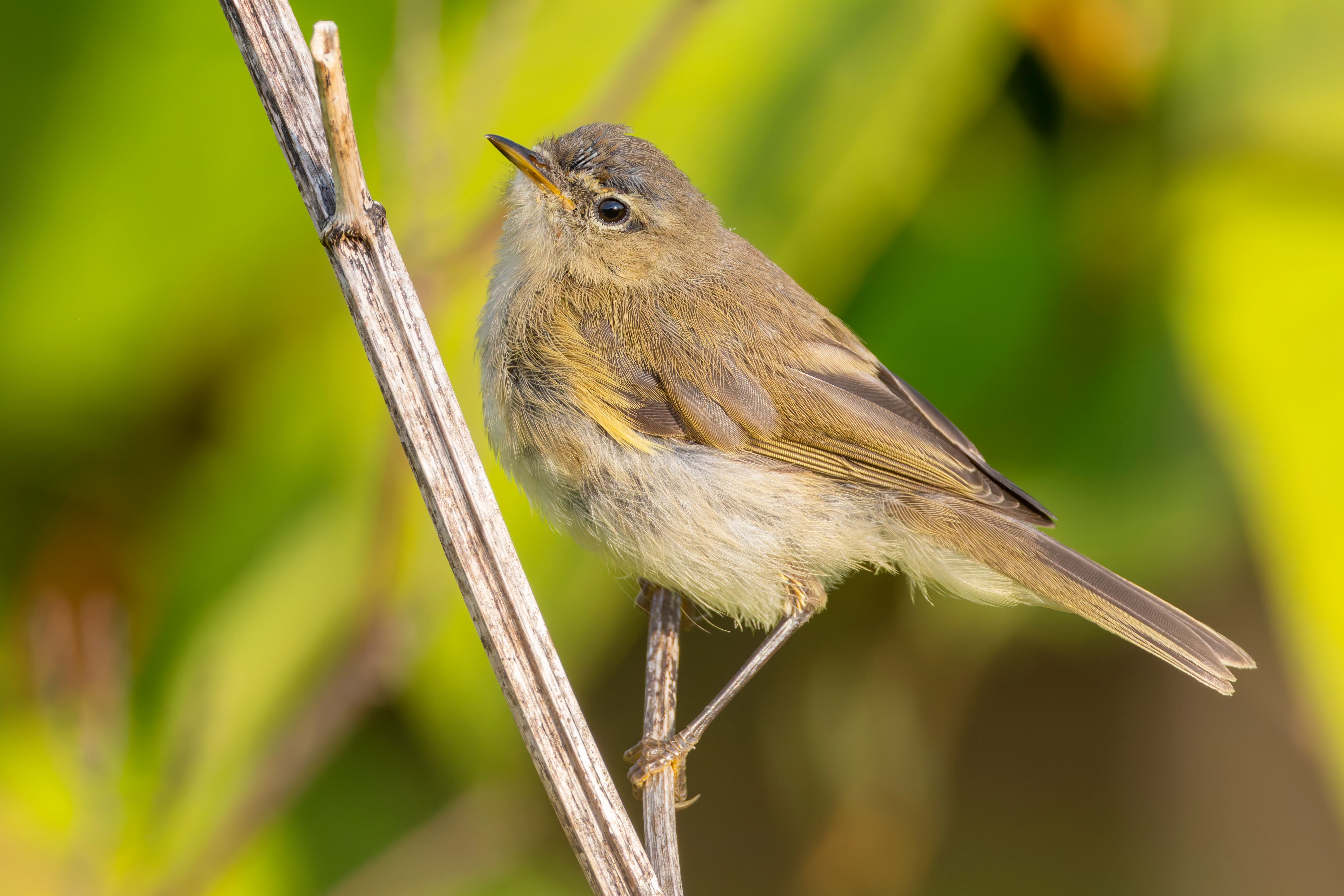A juvenile common chiffchaff (Phylloscopus collybita).