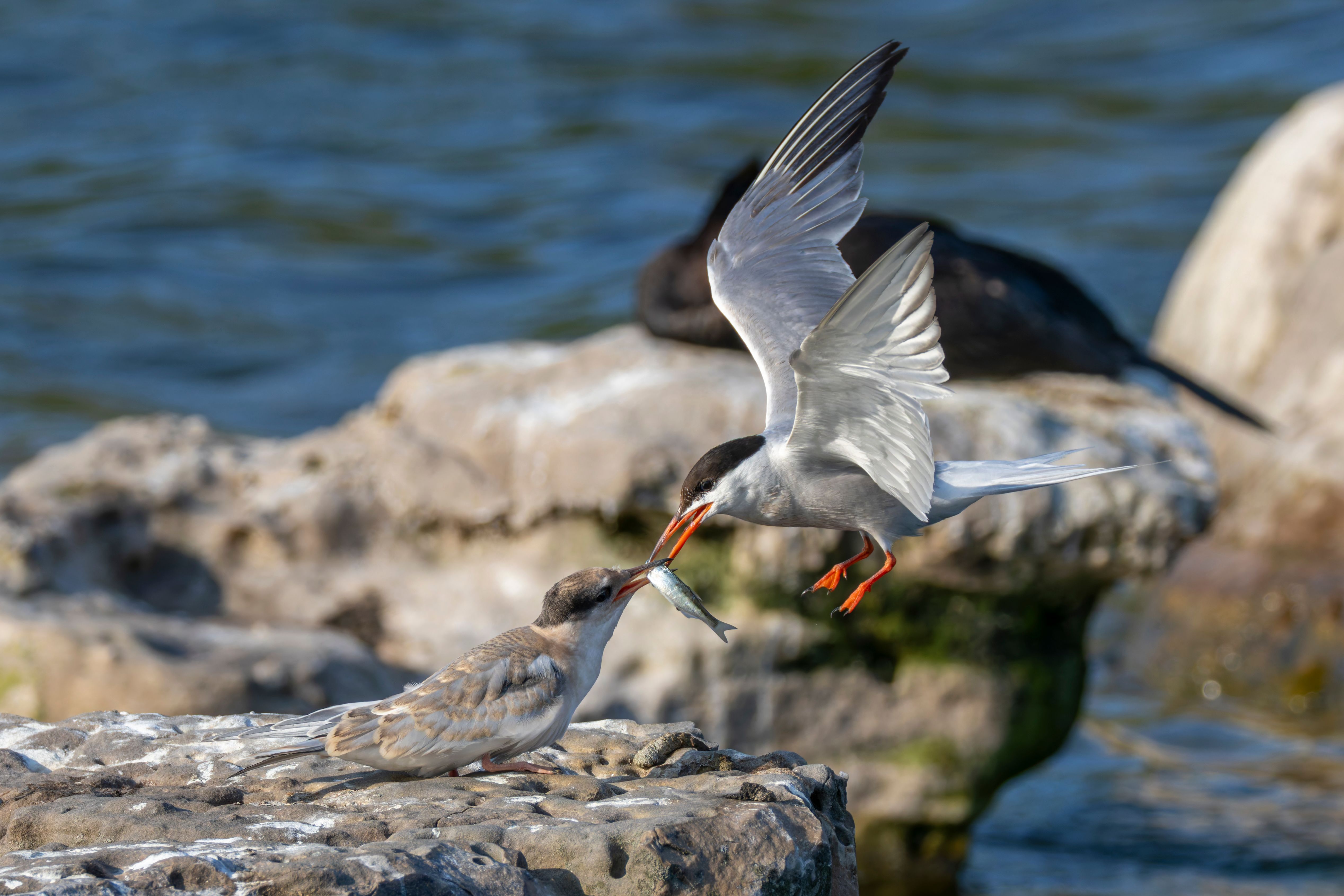 A common tern (Sterna hirundo) feeding a fish to a juvenile.