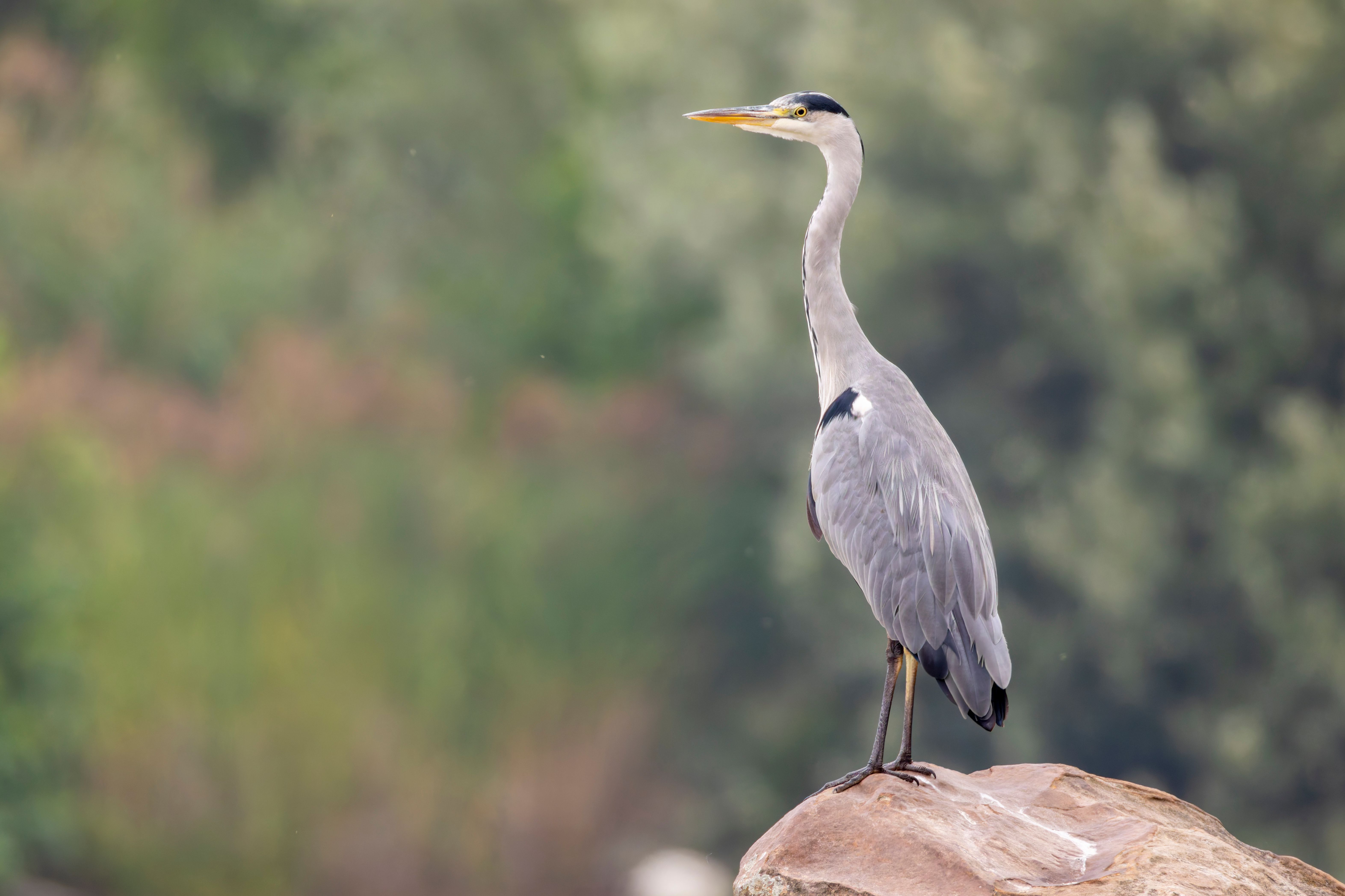A grey heron (Ardea cinerea) on a rock.