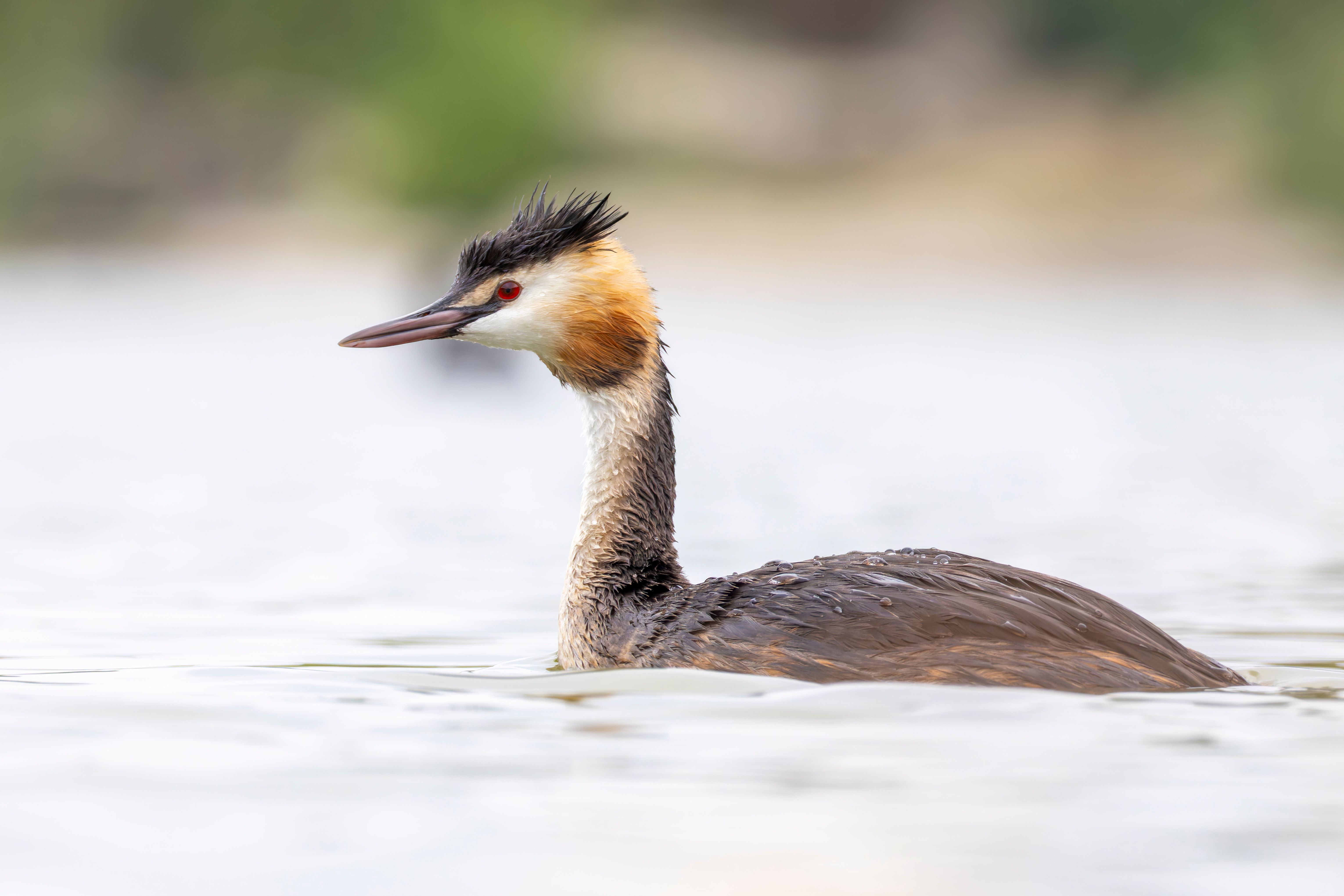 A great crested grebe (Podiceps cristatus) swimming.