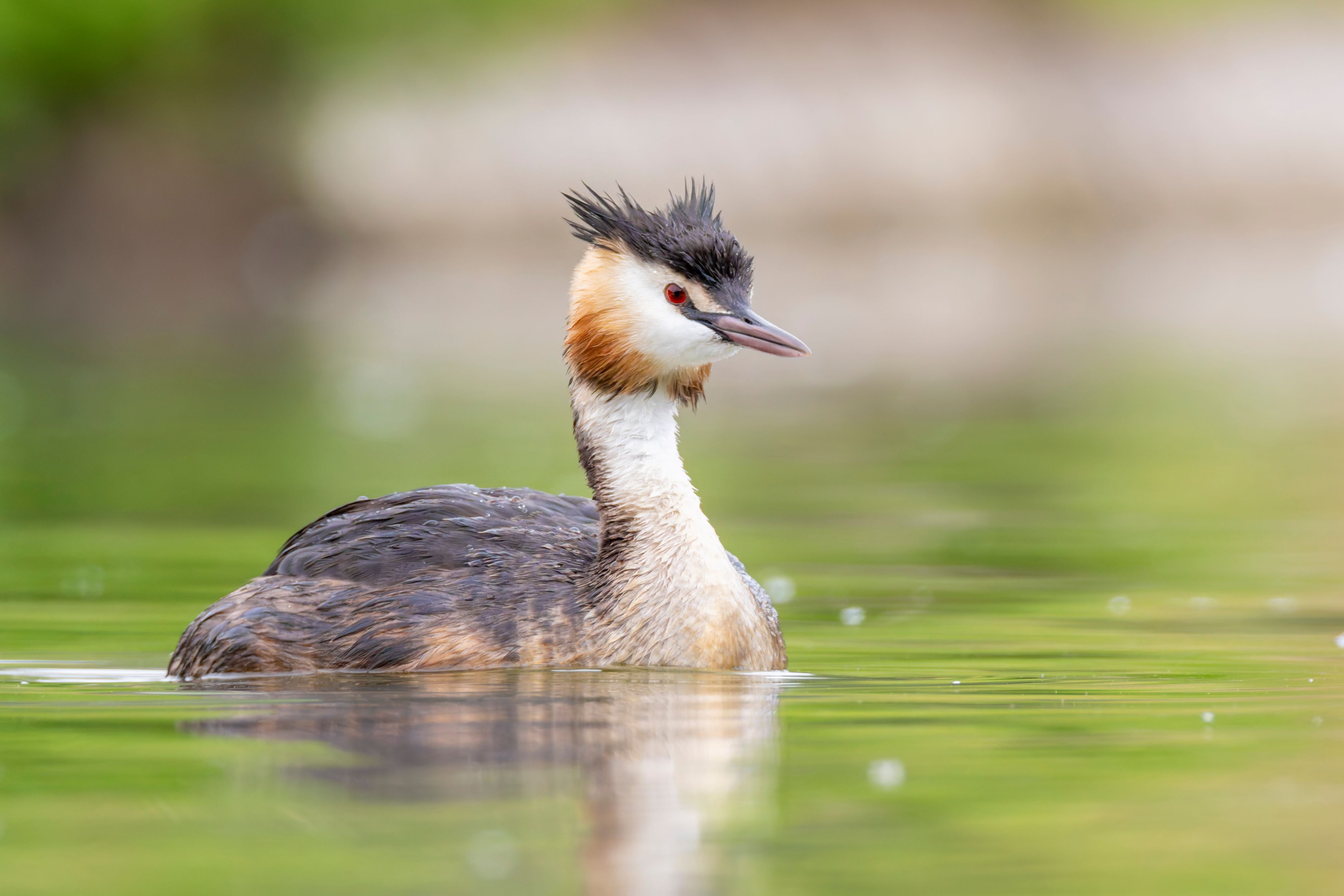 A great crested grebe (Podiceps cristatus) swimming.