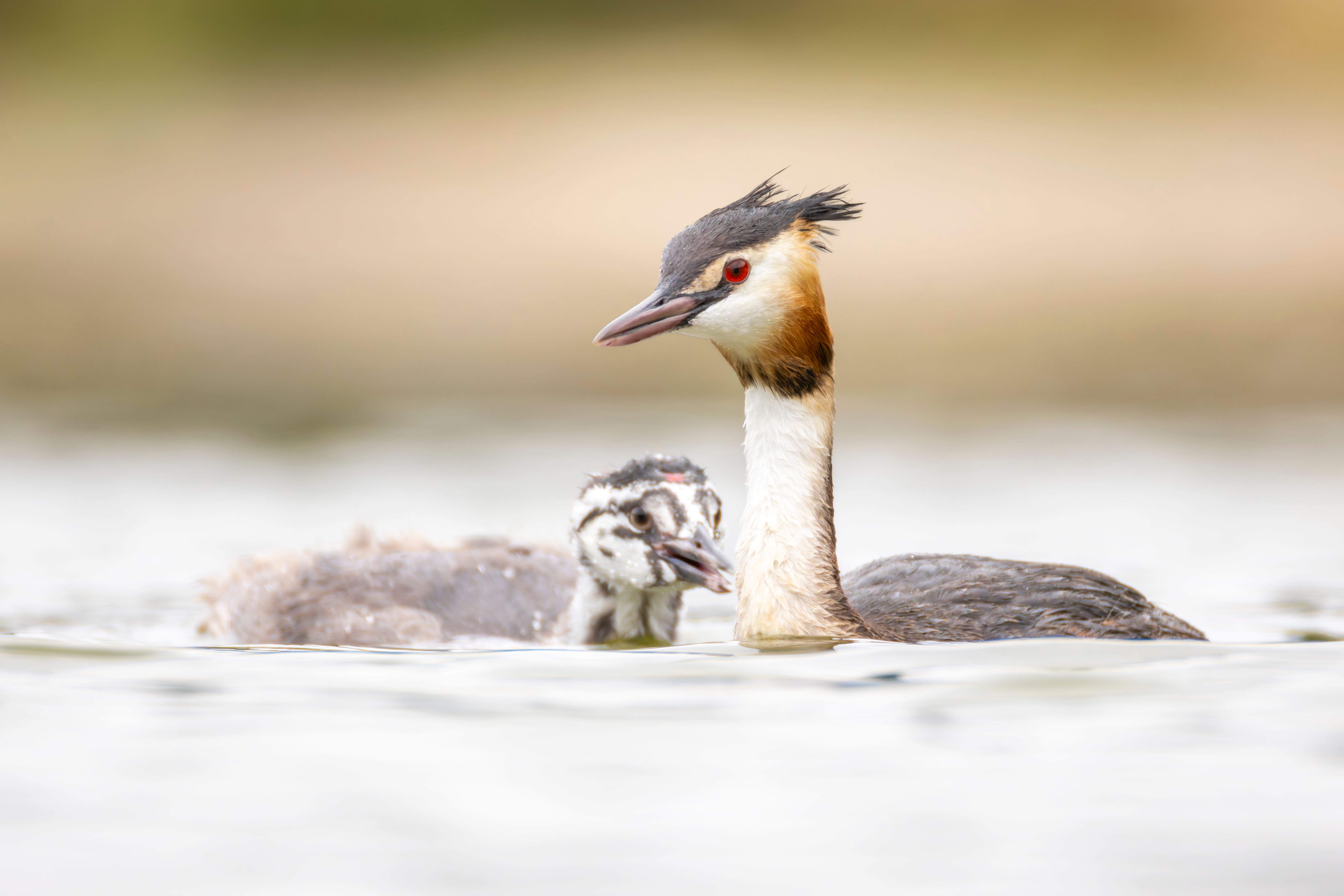 A great crested grebe (Podiceps cristatus) swimming with a juvenile.