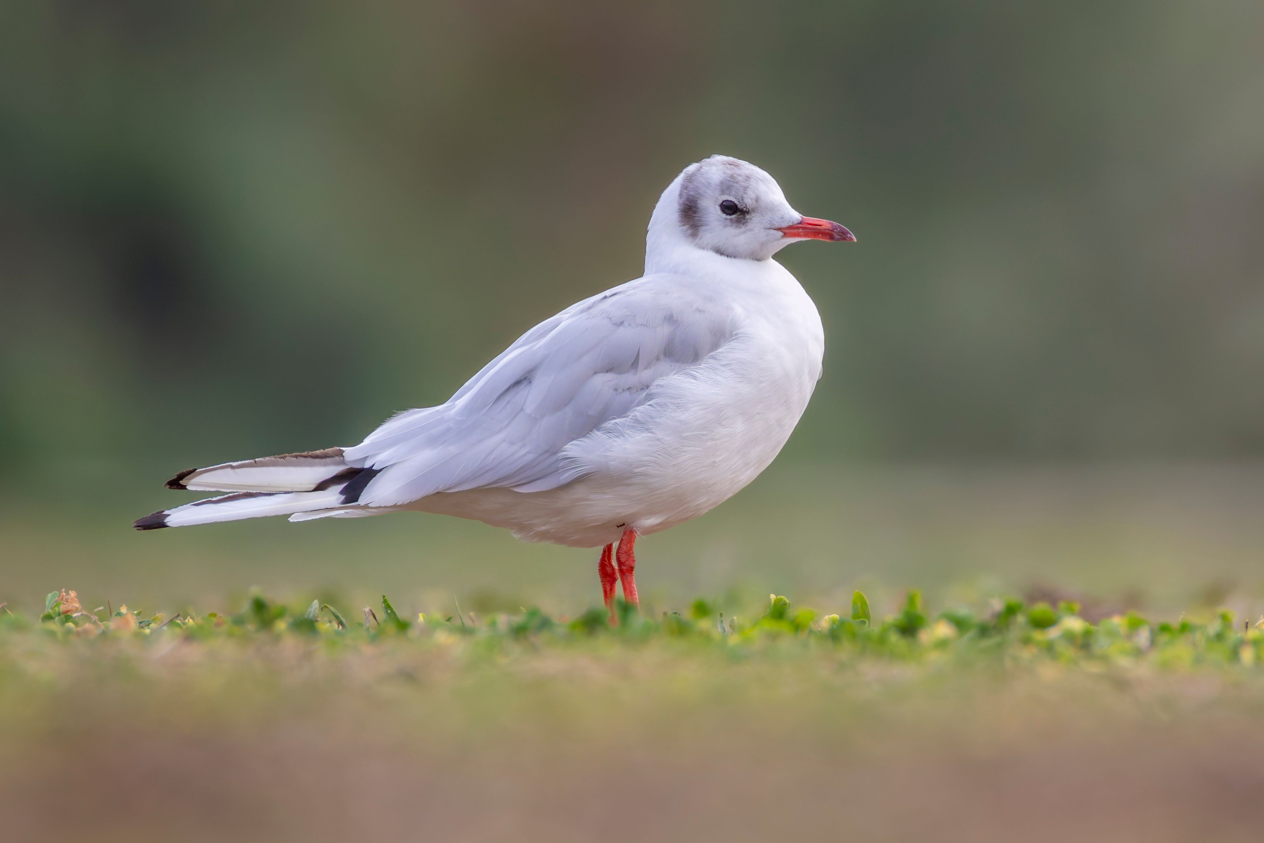 A black-headed gull (Chroicocephalus ridibundus).