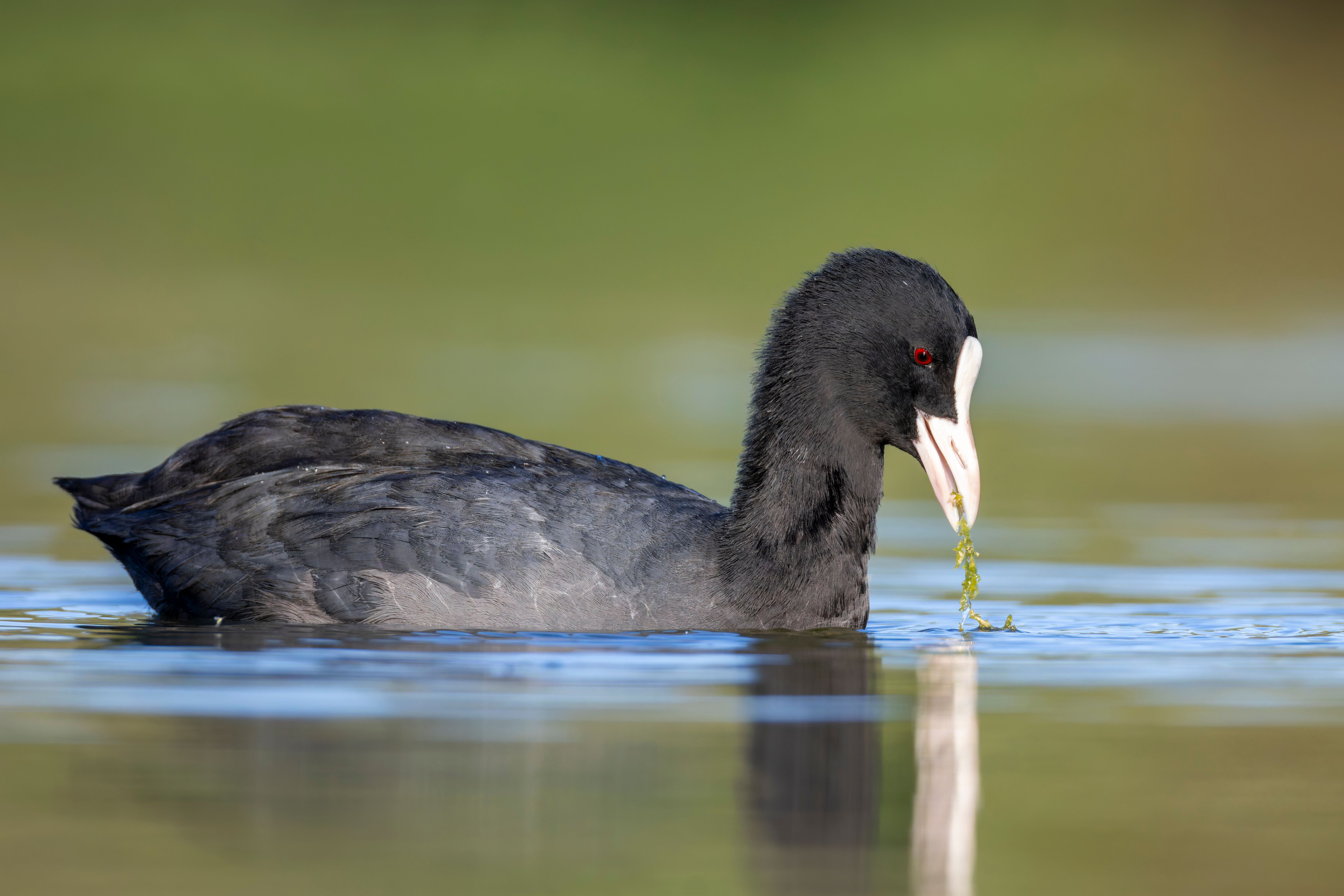 An Eurasian coot (Fulica atra) eating algae.