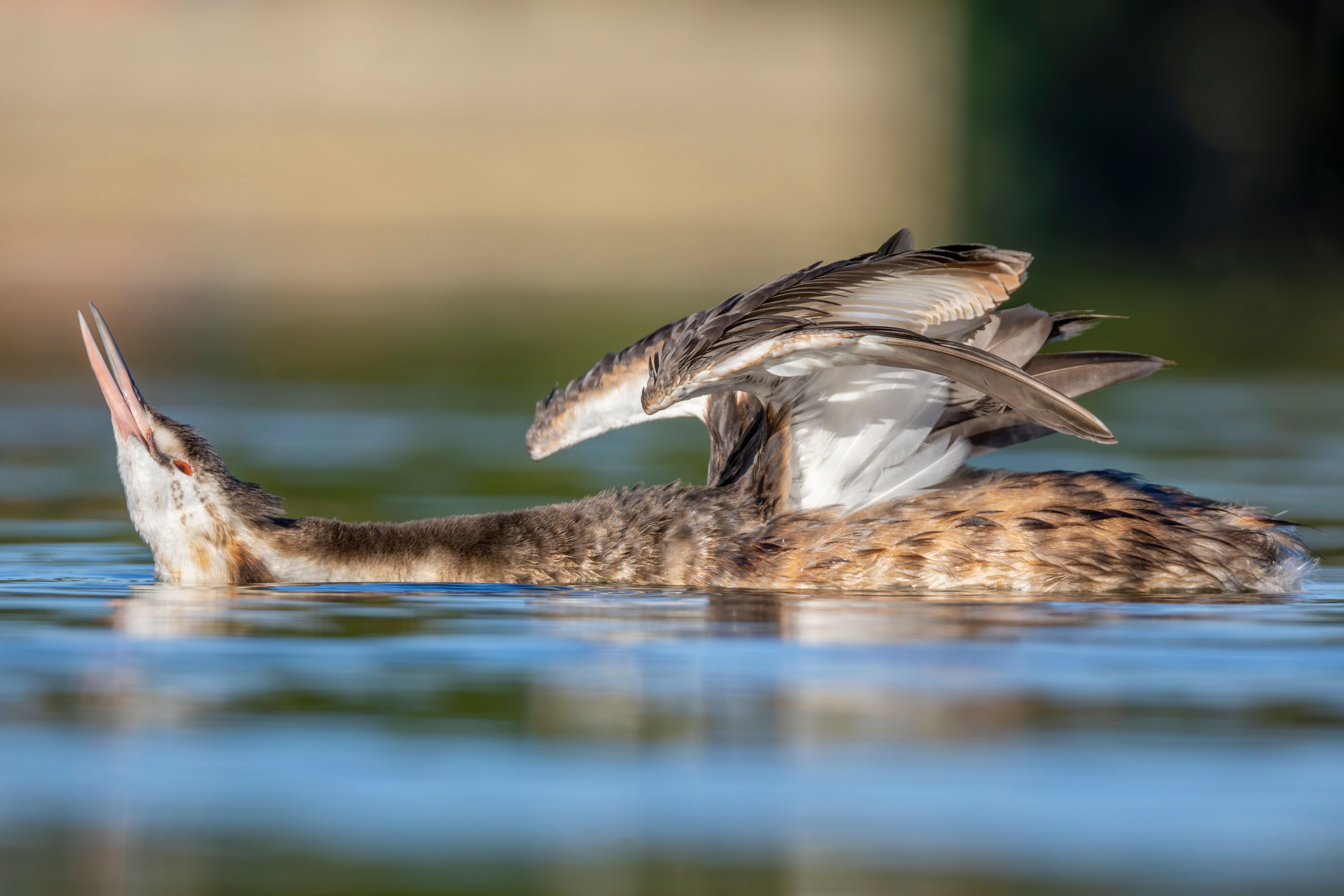 A great crested grebe (Podiceps cristatus) stretching.