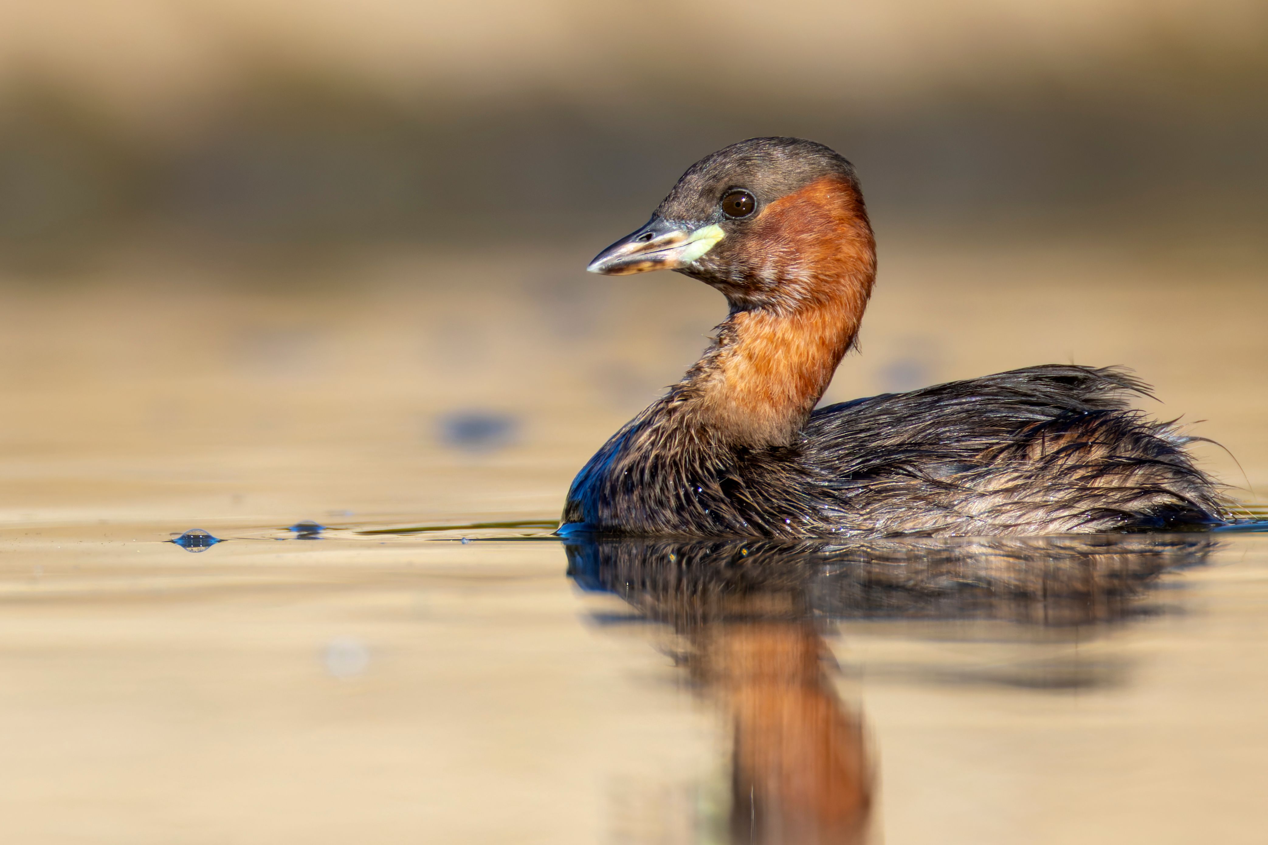 A little grebe (Tachybaptus ruficollis) swimming.